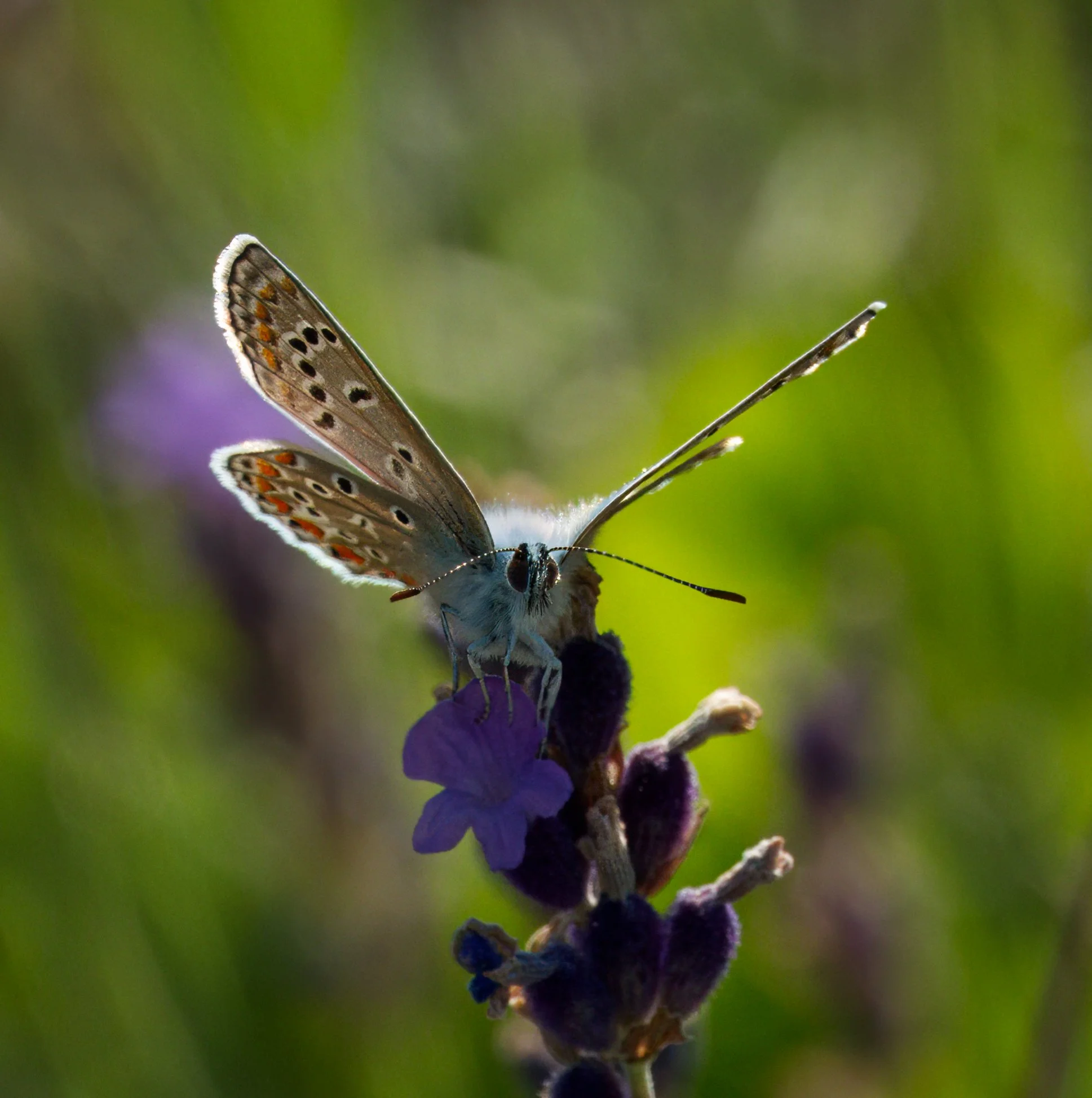 Common Blue butterfly