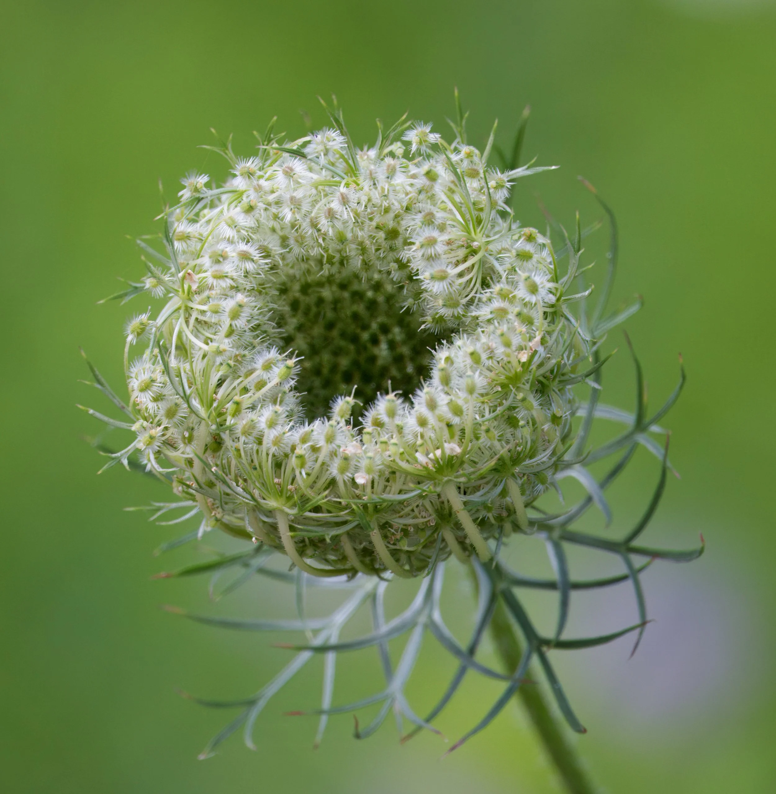 Queen Anne's Lace