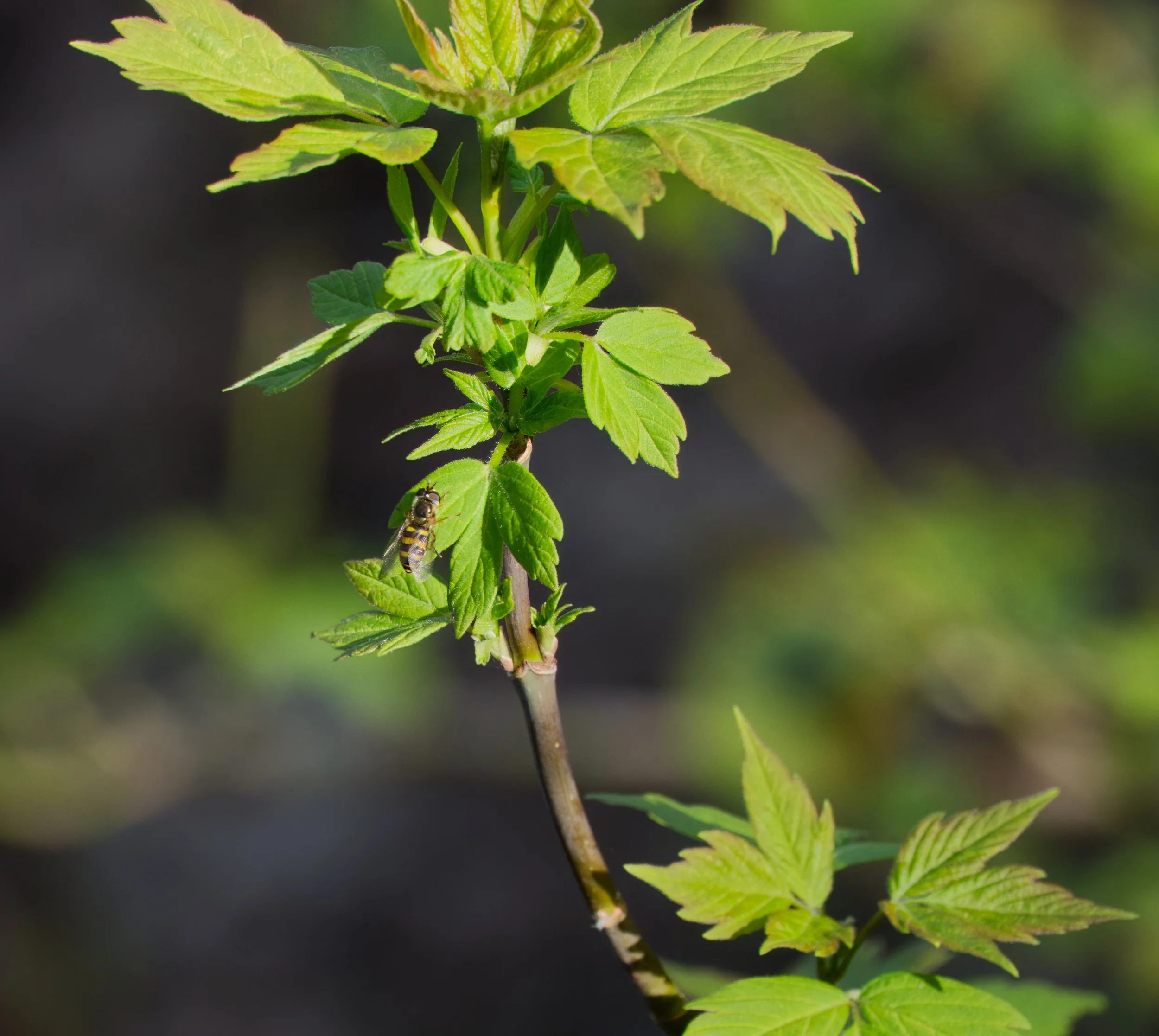 Hoverfly on a Maple