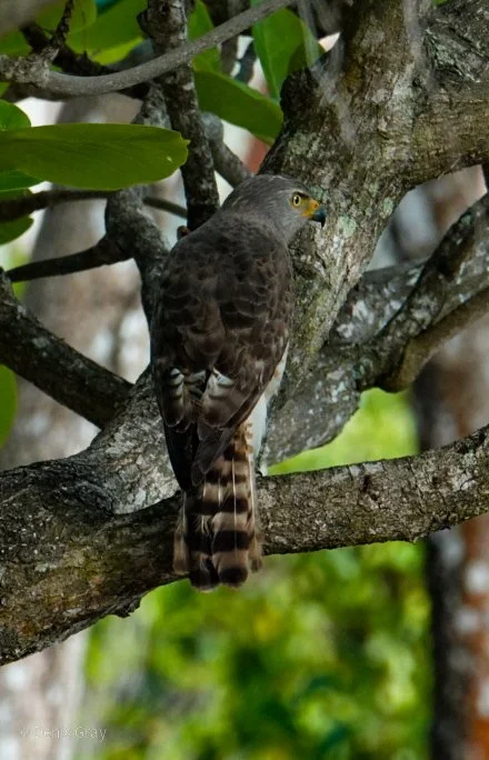 Roadside Hawk, Hopkins, Belize