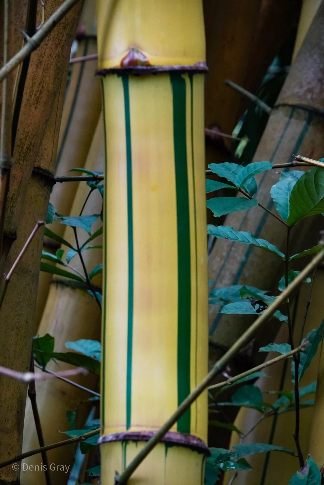 Painted Bamboo Bambusa vulgaris 'Vittata', western Belize