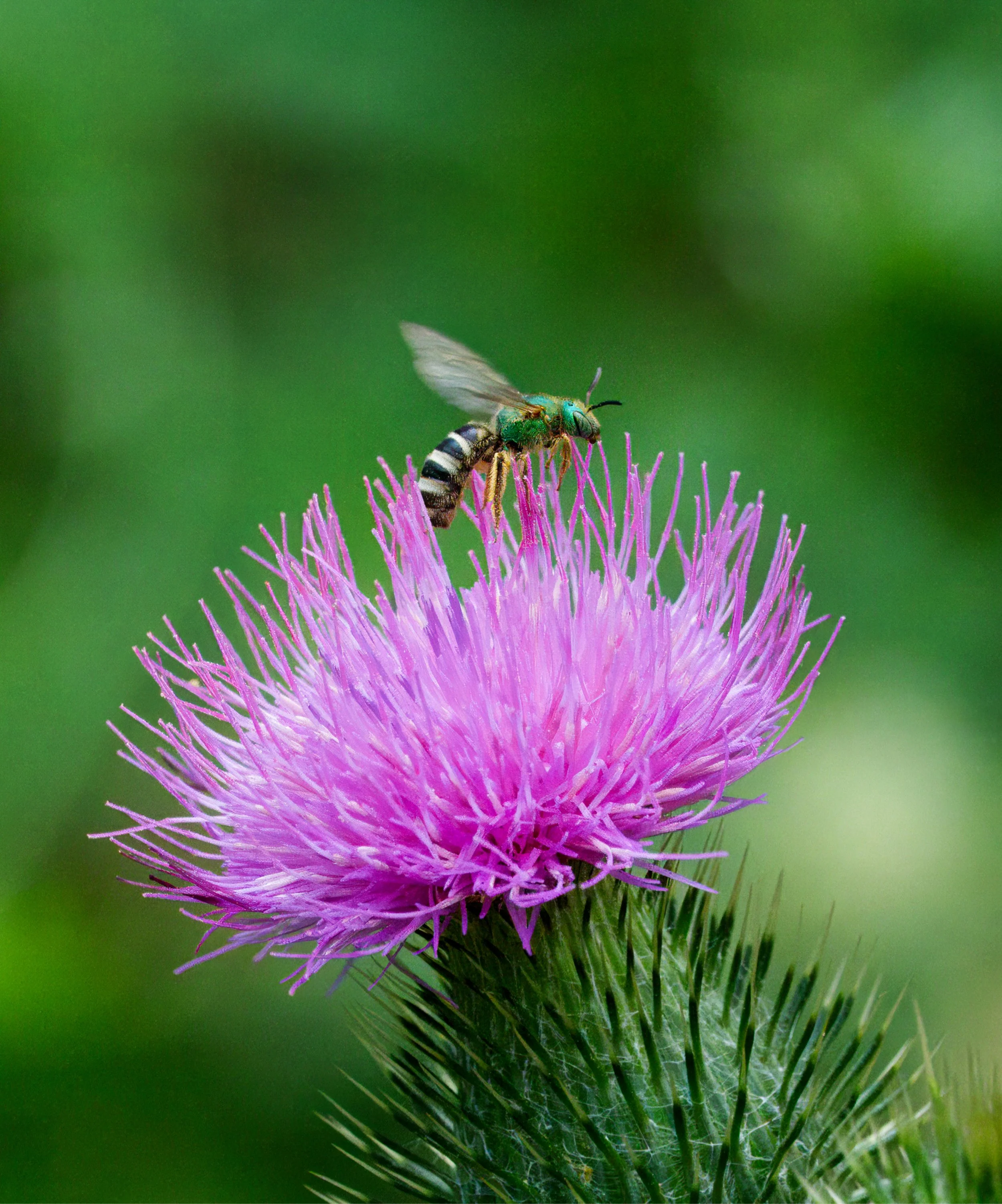 Metallic Green Sweat Bee on a Thistle bloom