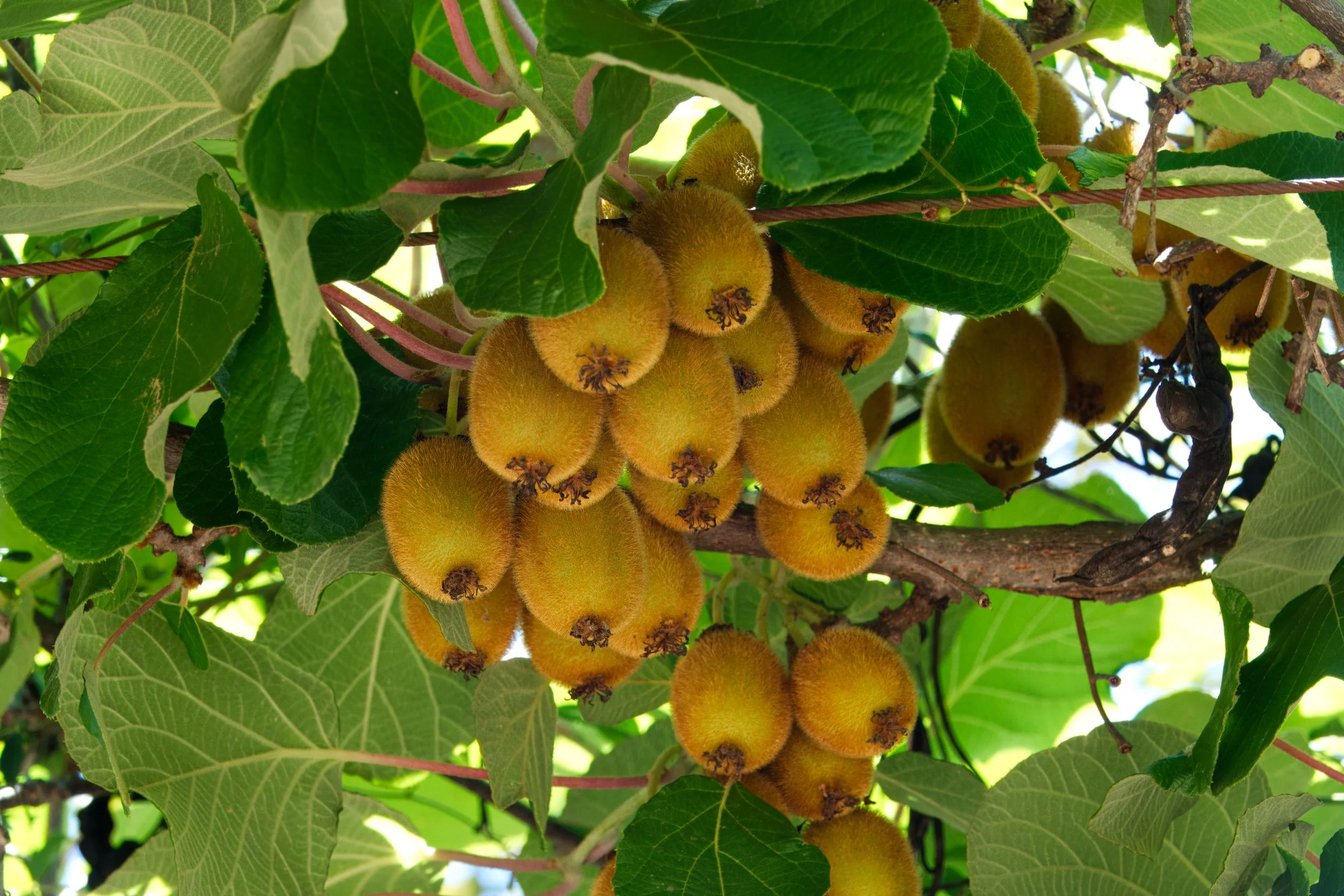 Actinidia kolomikta (Kiwi), Atlanta Botanic Garden, Atlanta, Georgia