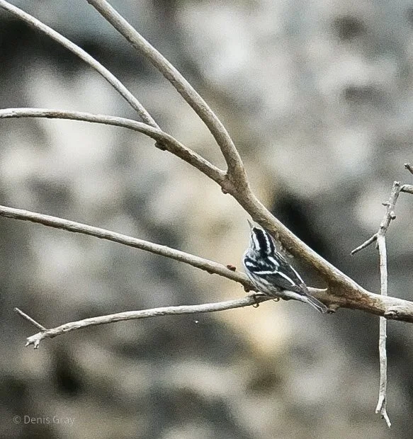 Black and White Warbler, by the Macal River, Western Belize