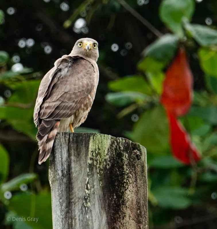 Juvenile Roadside Hawk, Hopkins, Belize