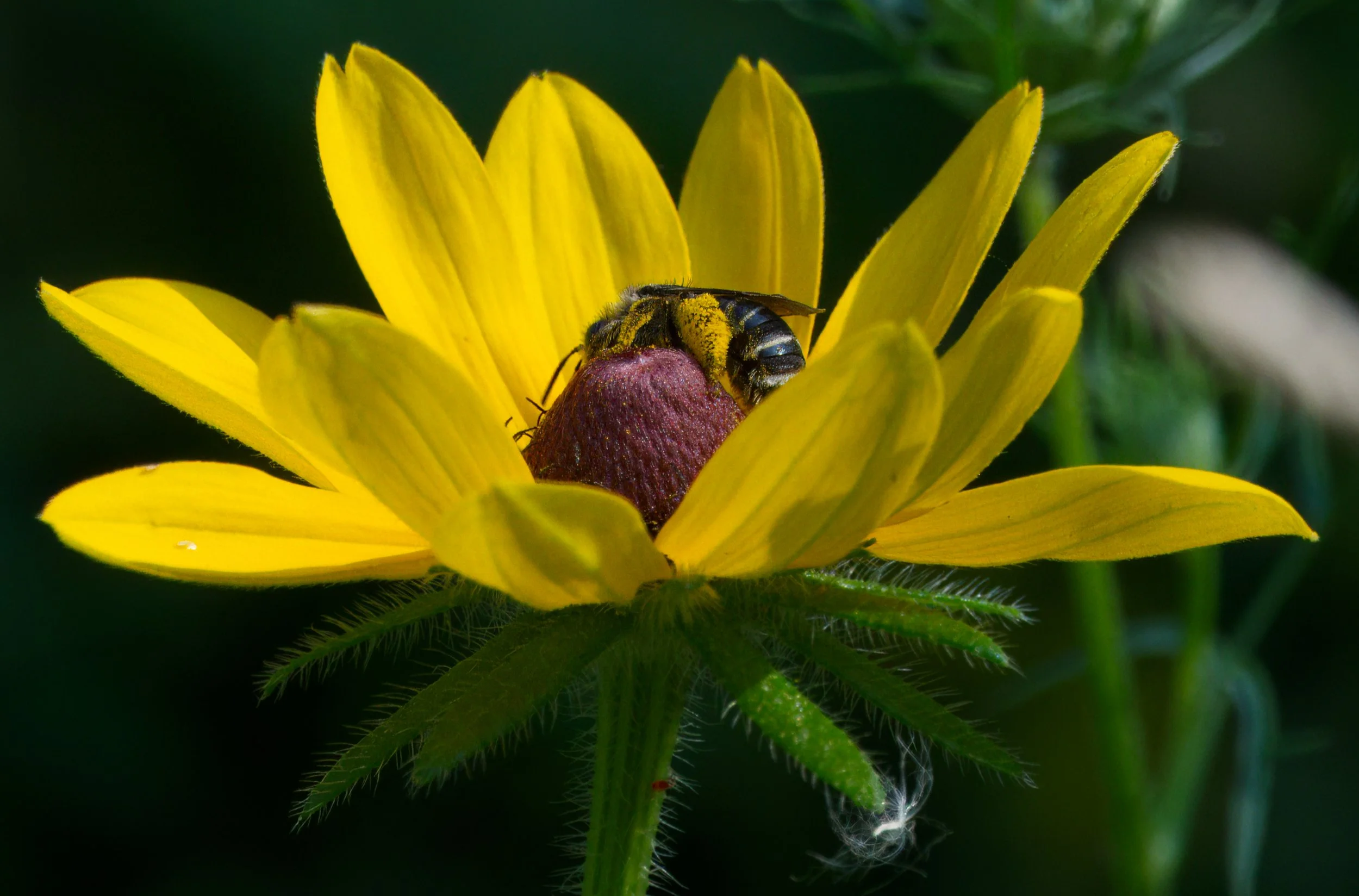 Dark-veined Longhorn Bee 
