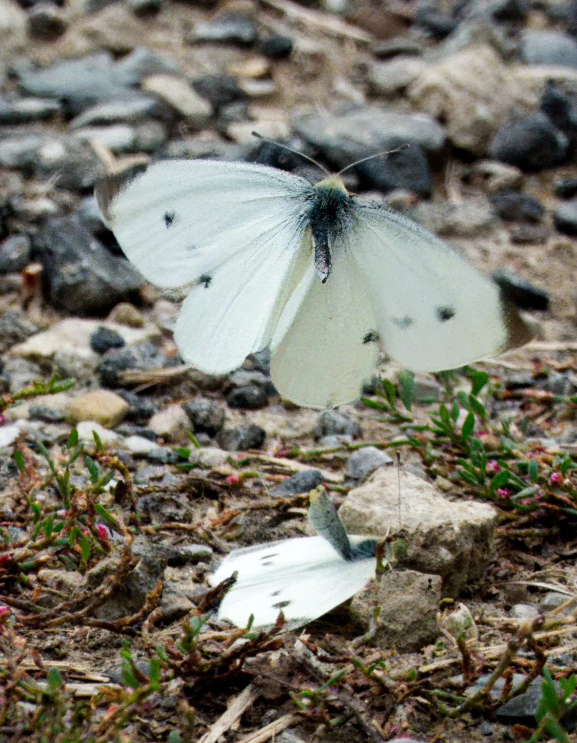 Cabbage Whites, the lower in a mating refusal posture