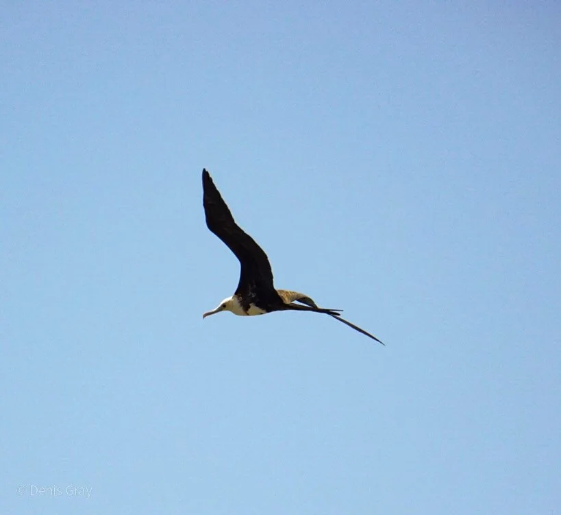 Magnificent Frigate Bird, Hopkins, Belize