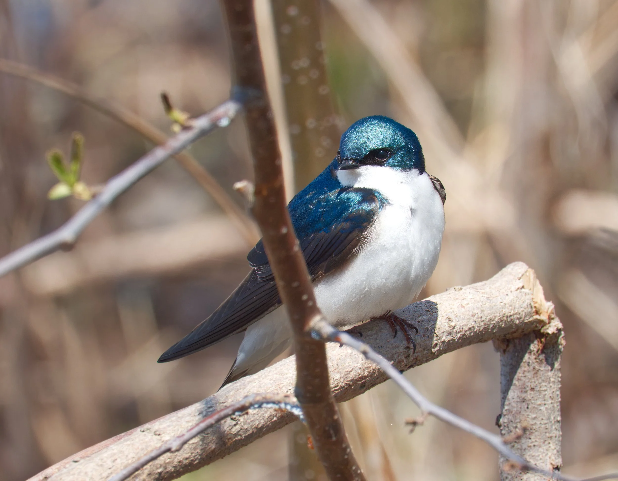 Tree Swallow, Tommy Thompson Park, Toronto