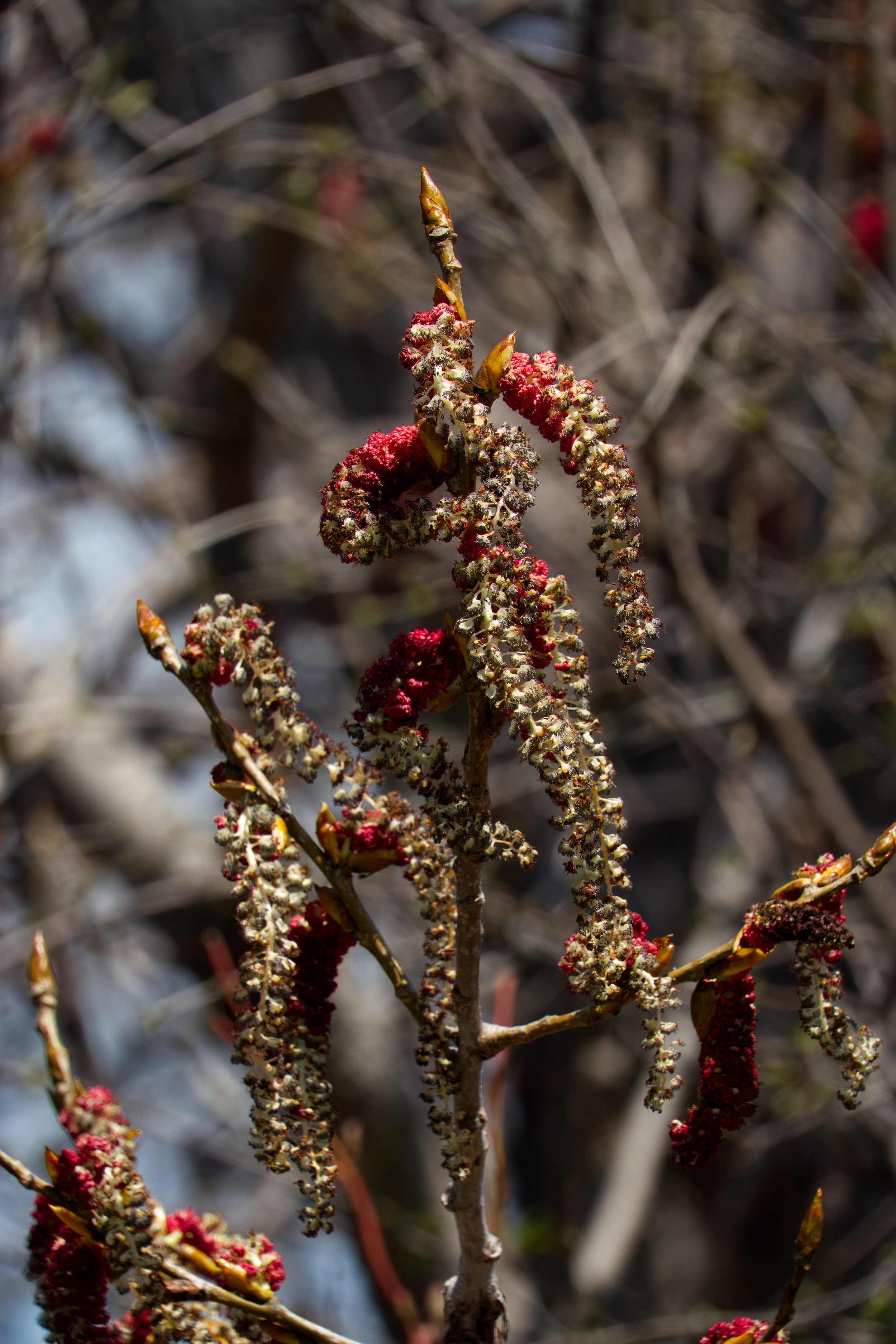 Black Cottonwood, Tommy Thompson Park, Toronto
