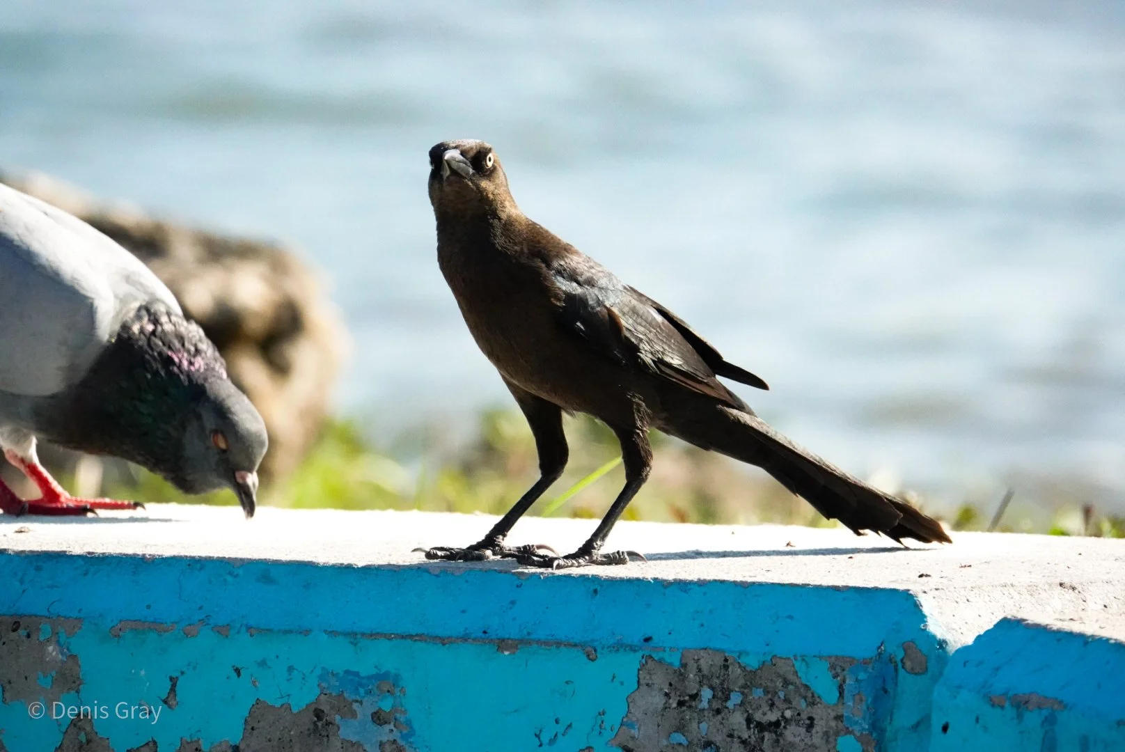 Great-tailed Grackle, Belize City, Belize