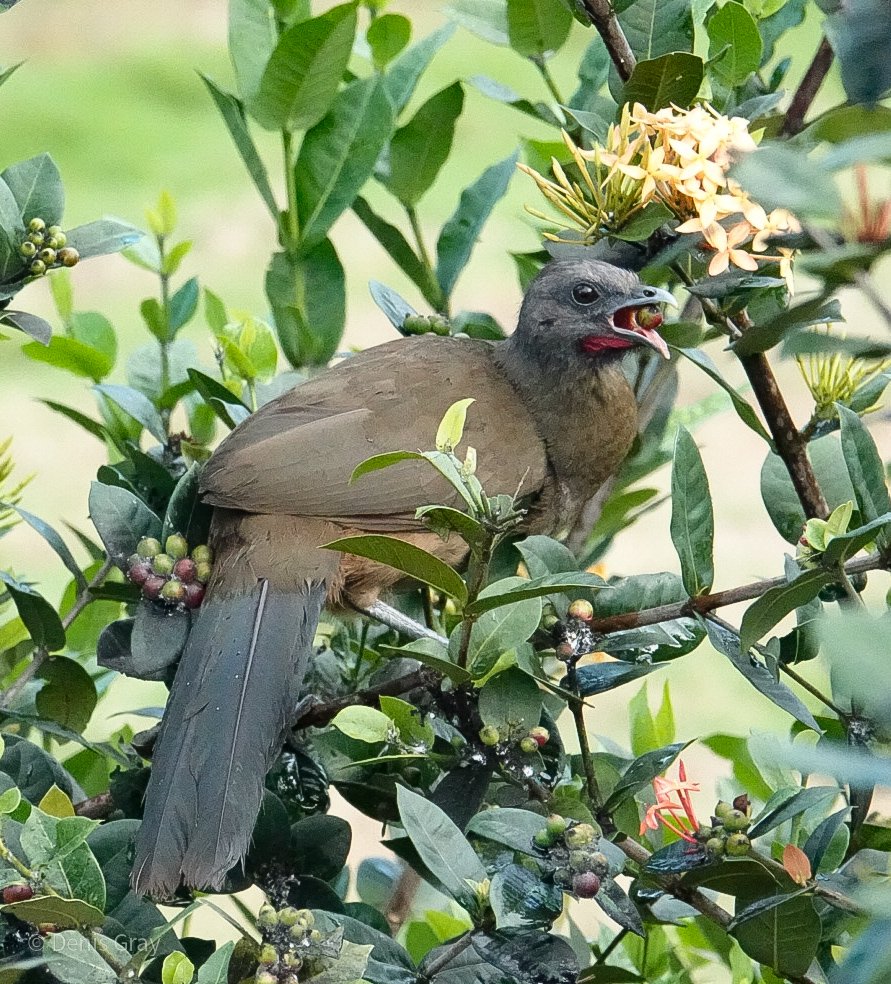 Rufous-vented Chachalaca, Hopkins, Belize