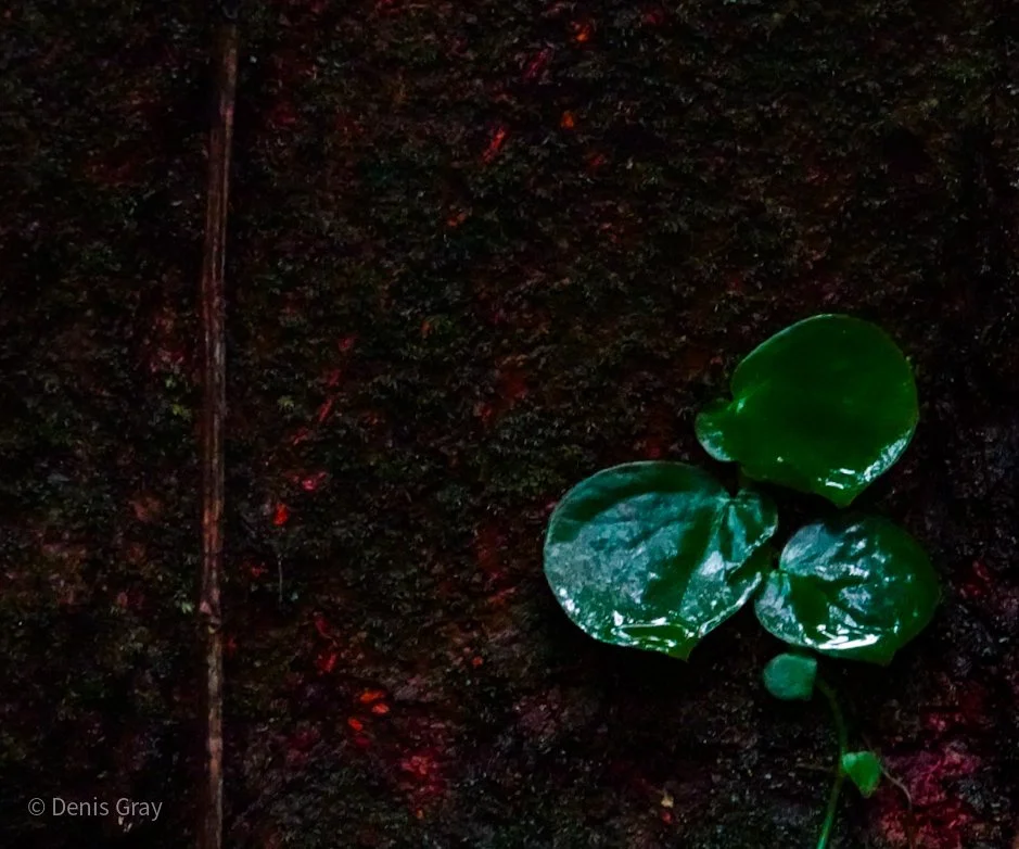 Peperomia Plant growing on a tree trunk, Western Belize