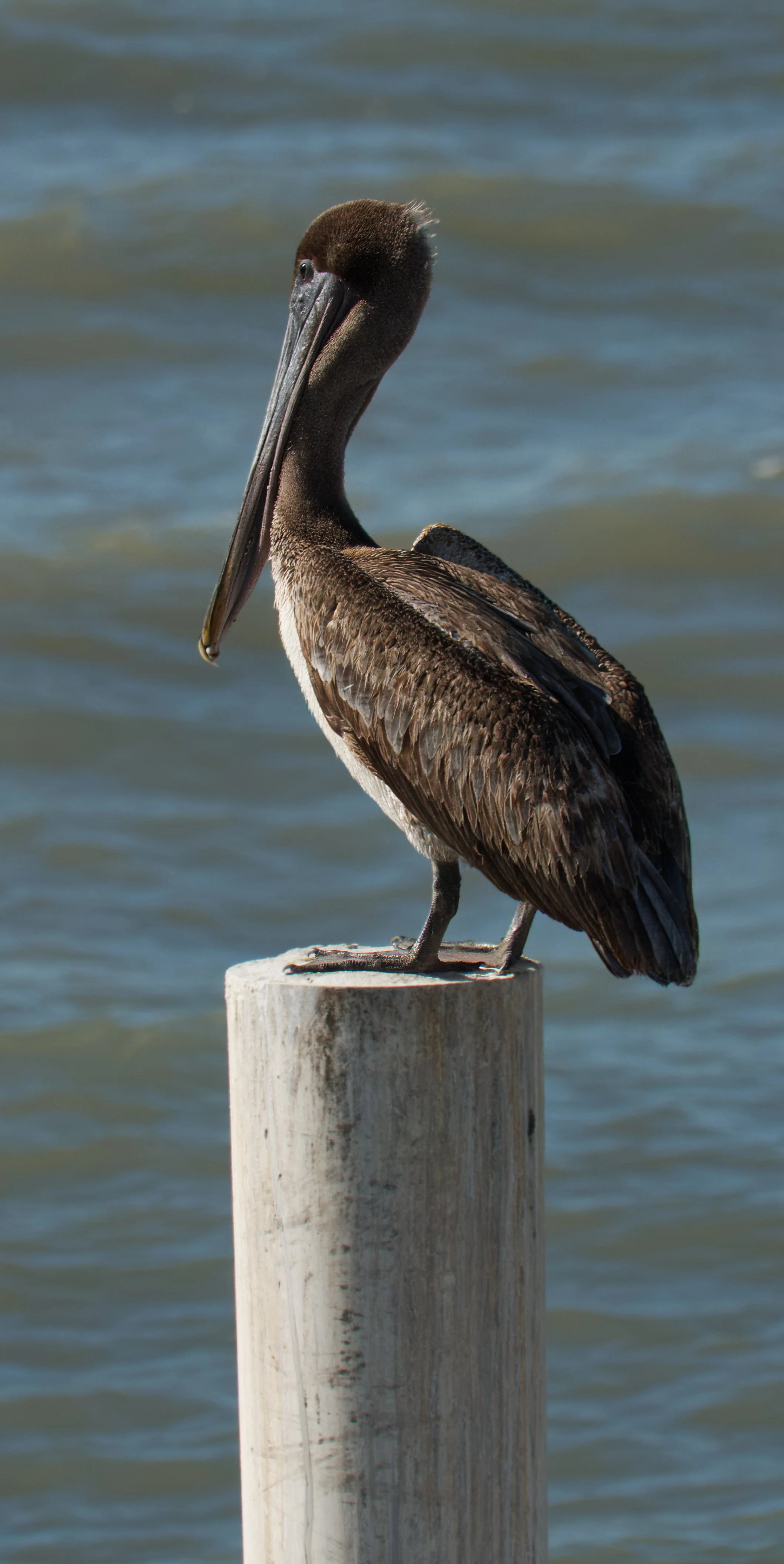 Brown Pelican, Belize City, Belize