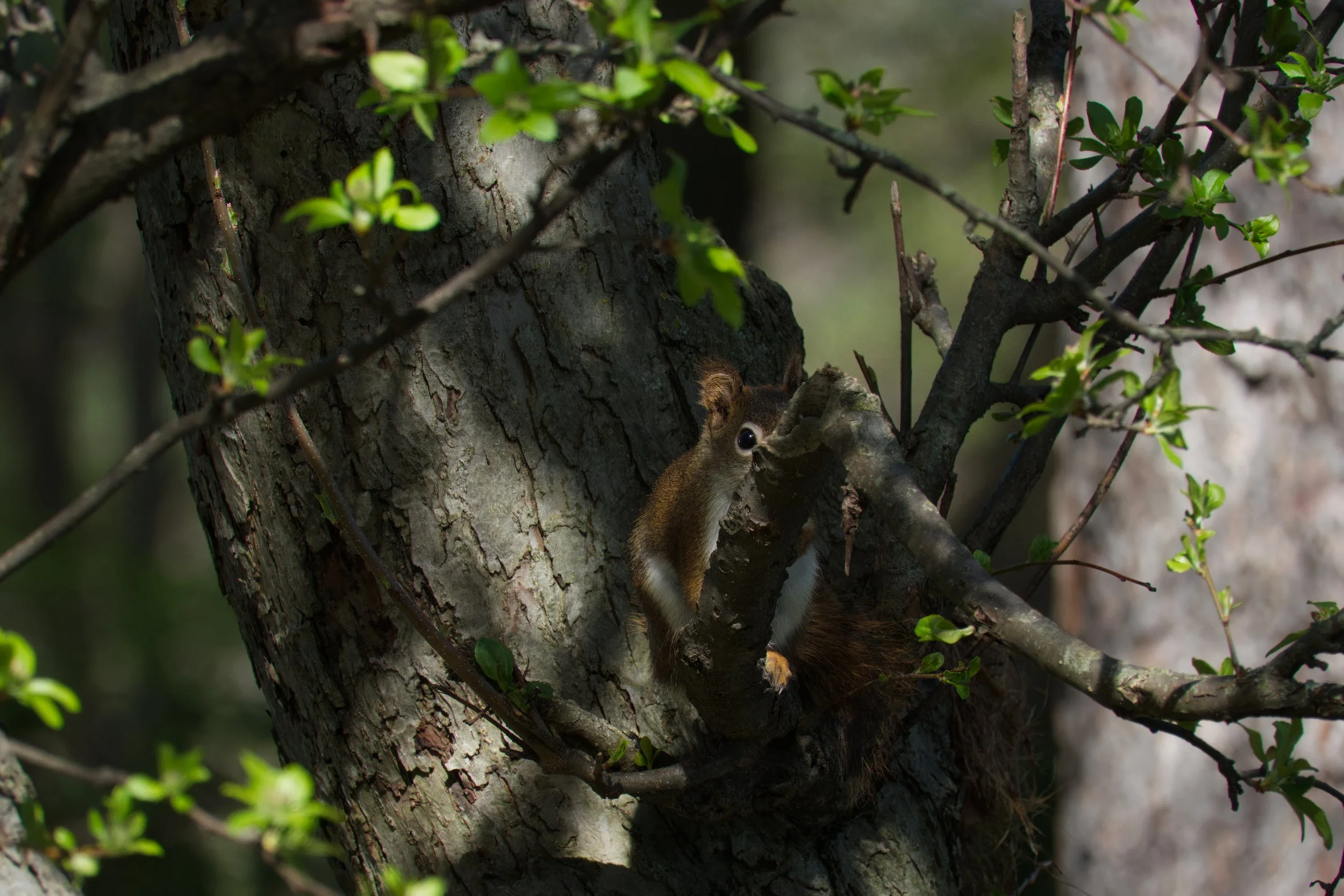 American Red Squirrel, hiding
