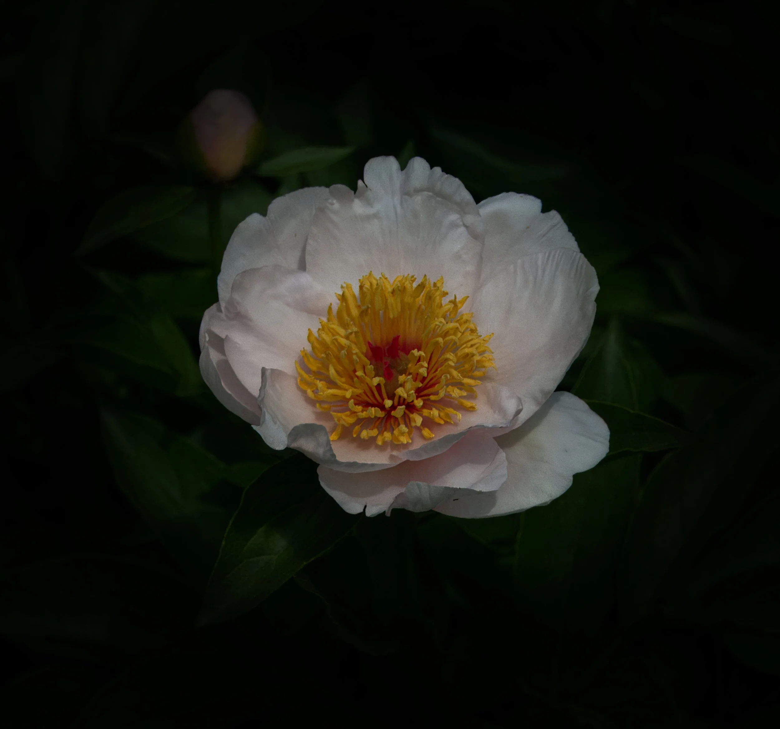 Paeonia