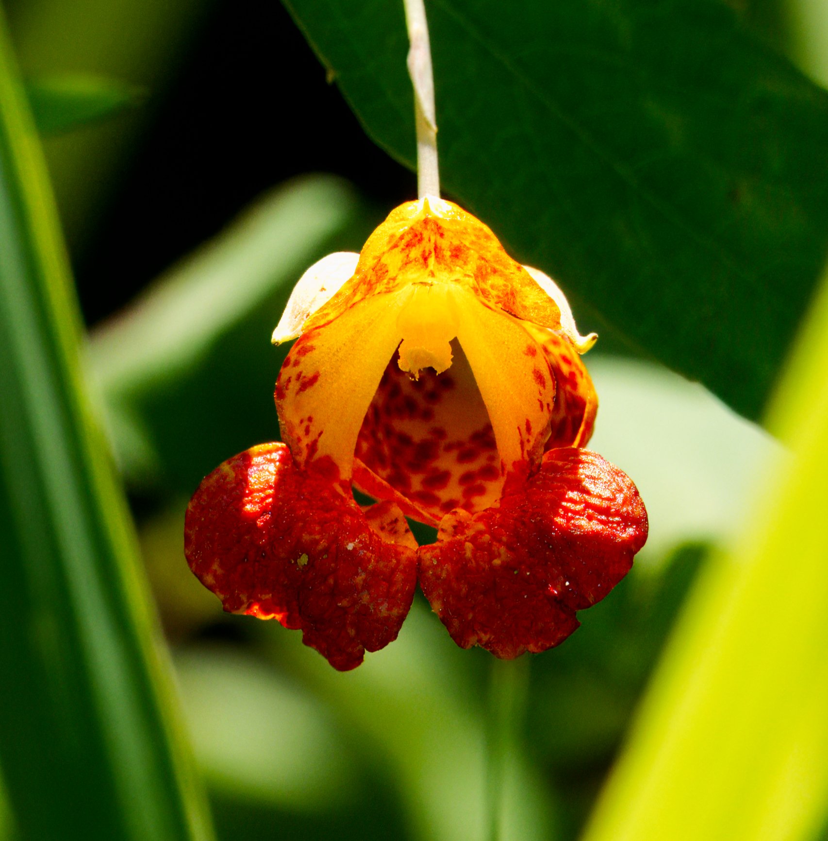 Orange Jewelweed in the Ravine