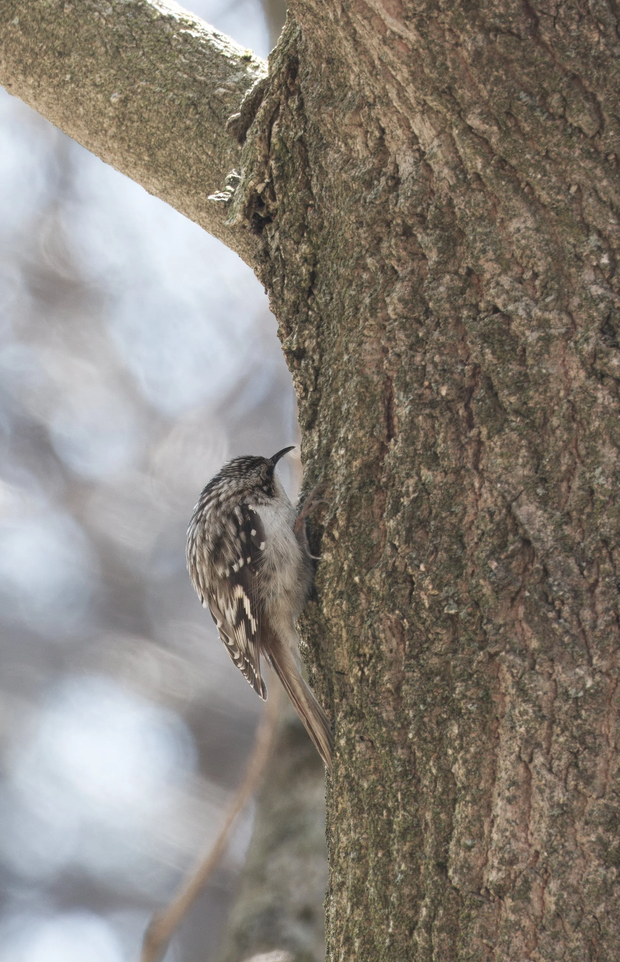 Brown Creeper, Yellow Creek Ravine, Toronto