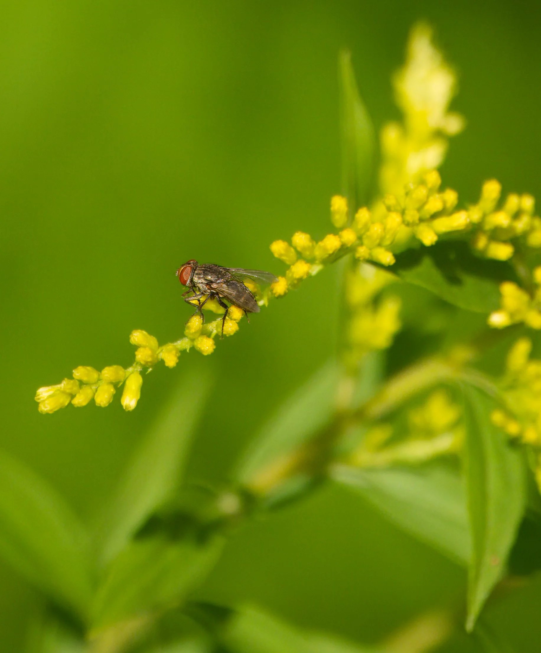 Diptera Flesh Fly