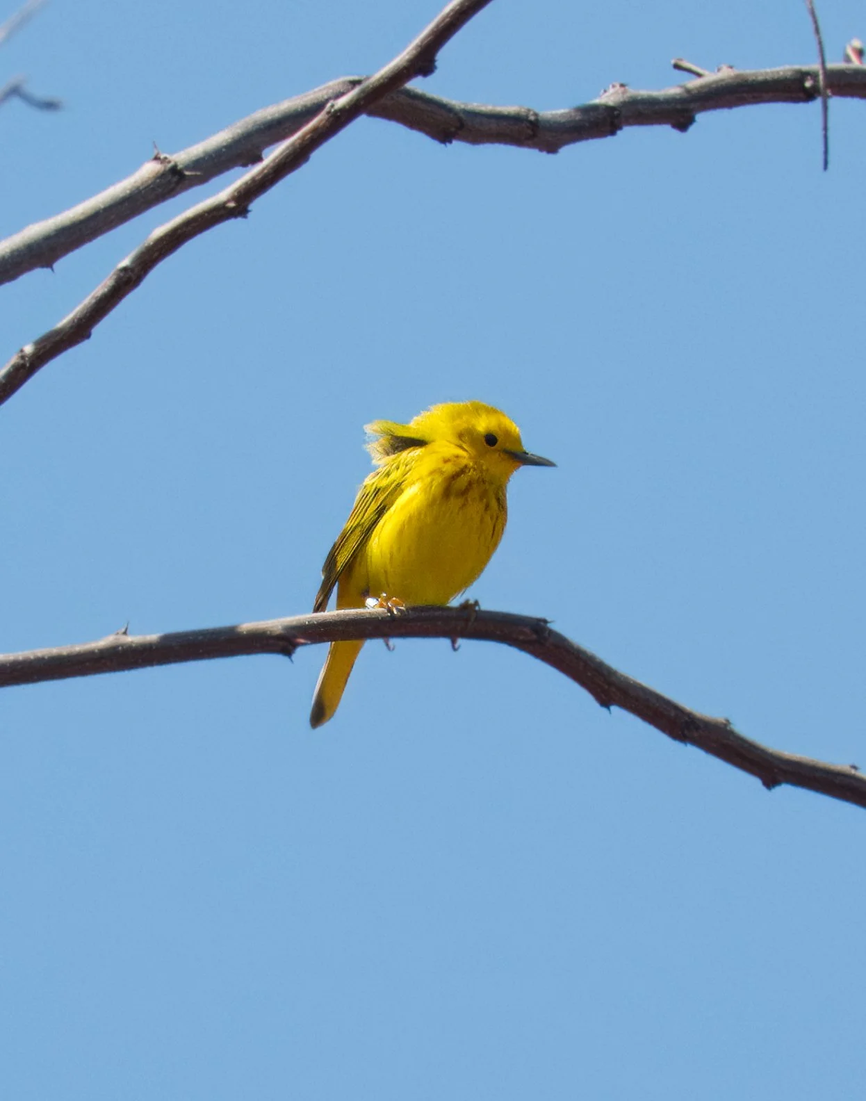 Northern Yellow Warbler, Tommy Thompson Park, Toronto