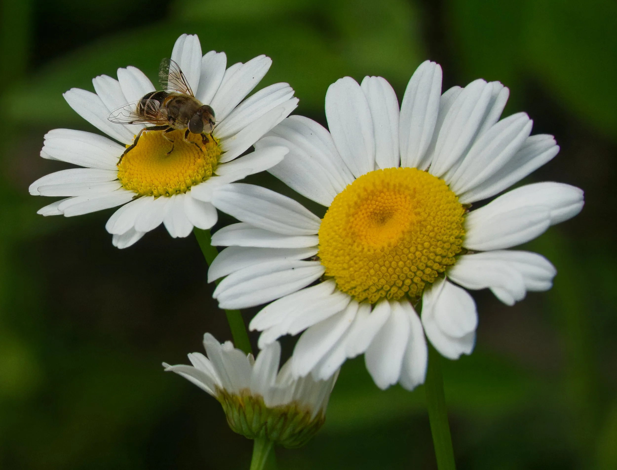 Hoverfly
