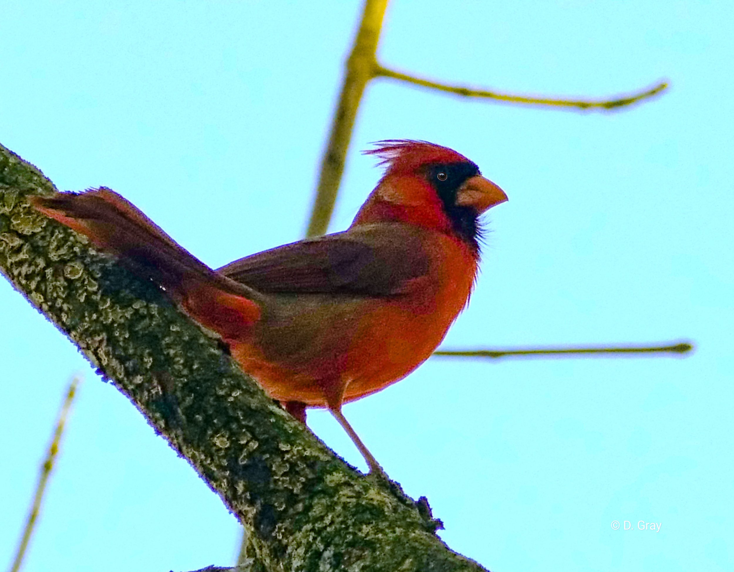 Cardinal