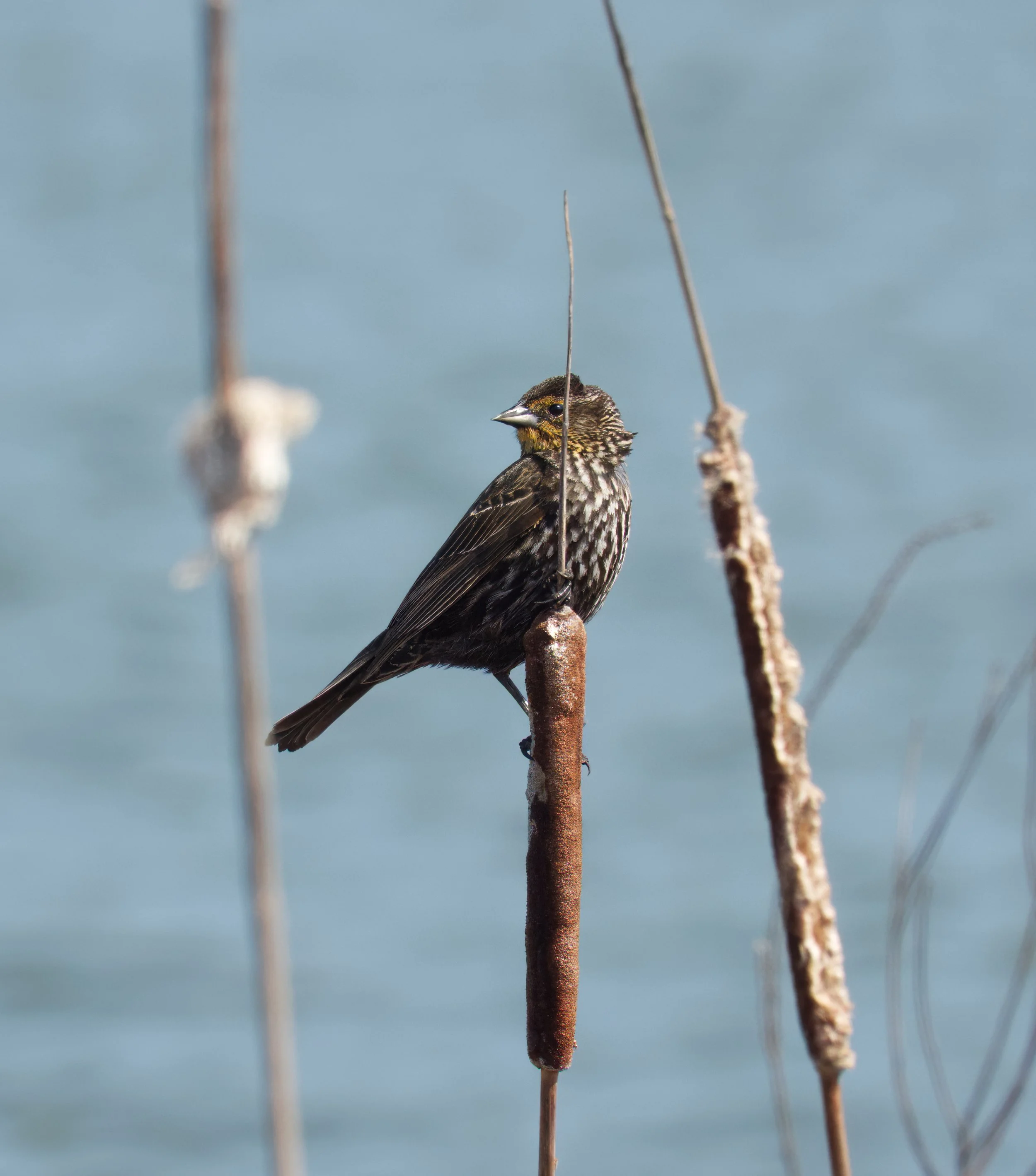 A Red-winged Blackbird, female, Tommy Thompson Park, Toronto