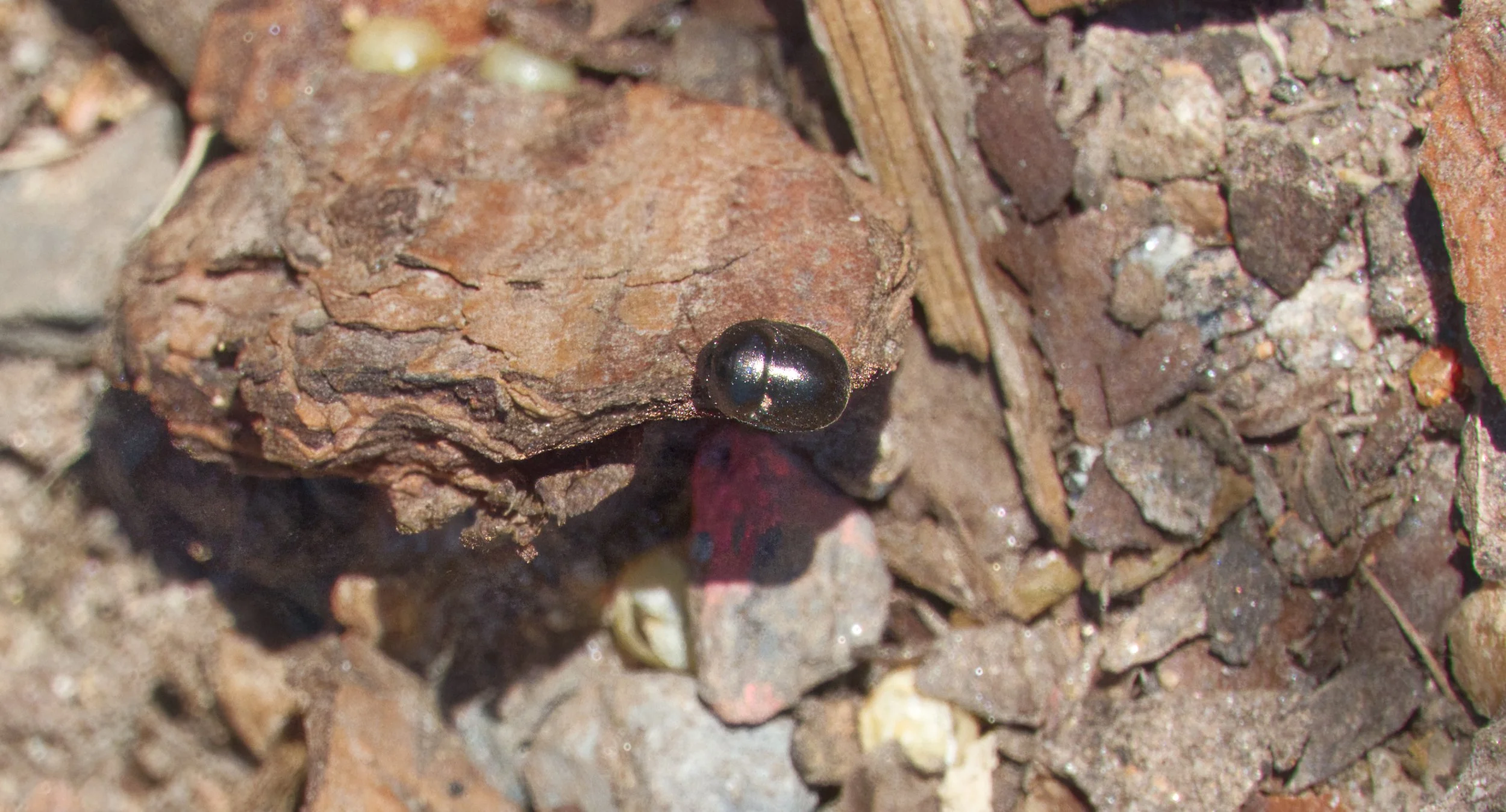 Fungus Beetle, Atlanta Botanic Garden, Atlanta, Georgia
