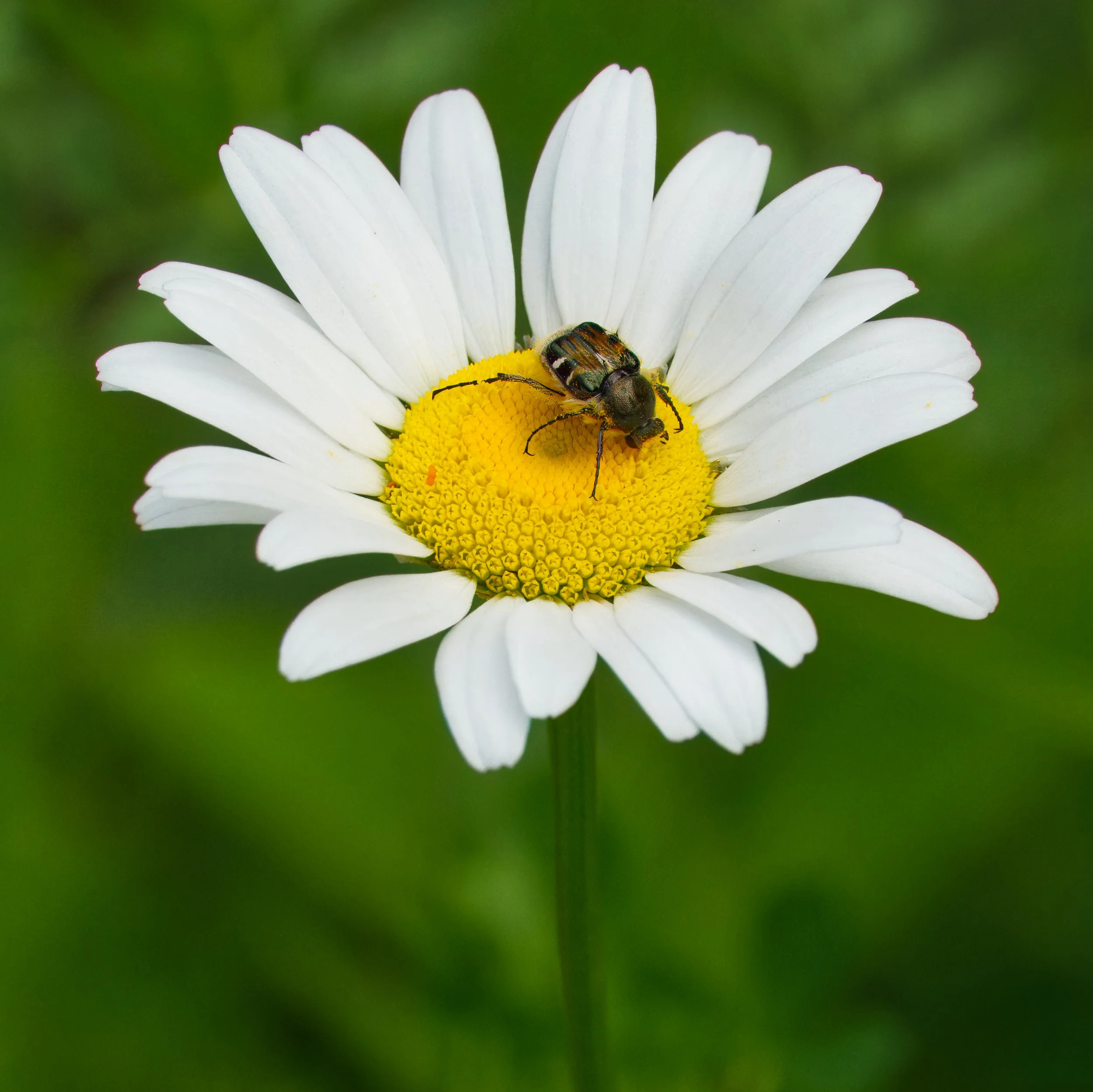 Hairy Flower ScarabBeetle