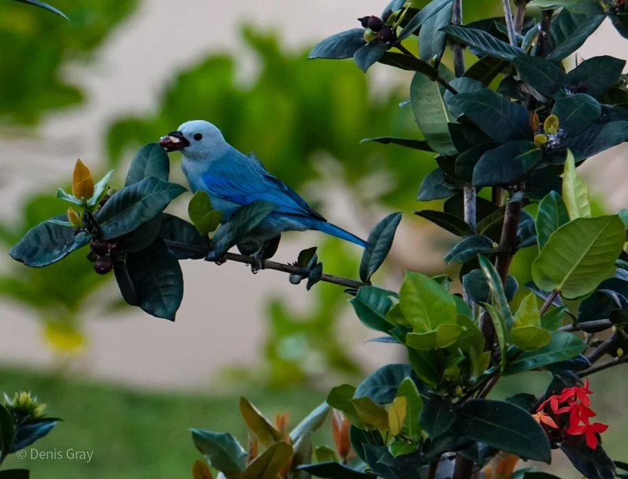 Blue-grey Tanager, Hopkins, Belize