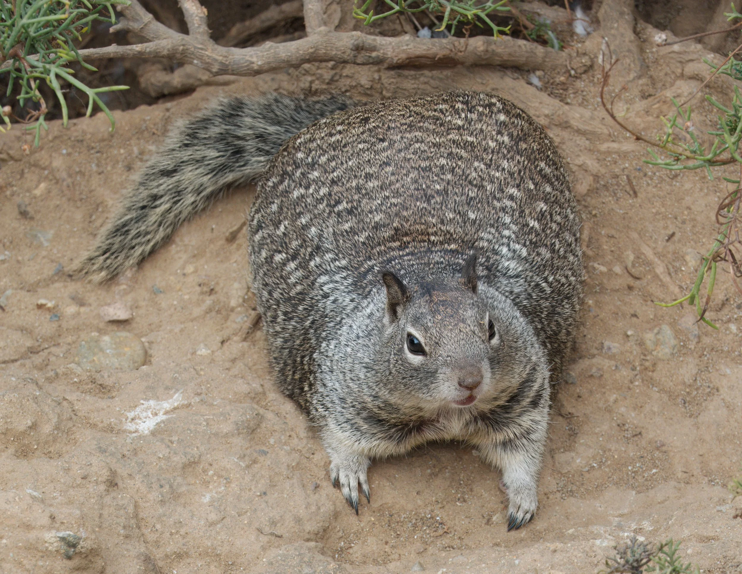 California ground squirrel, La Jolla, Southern California
