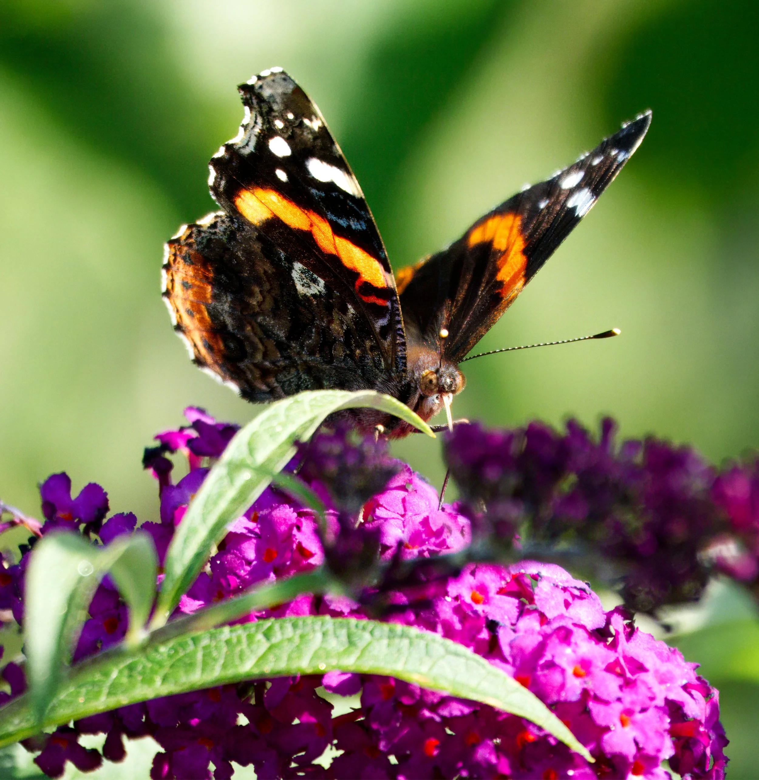 Red Admiral Butterfly, again on the Buddleja