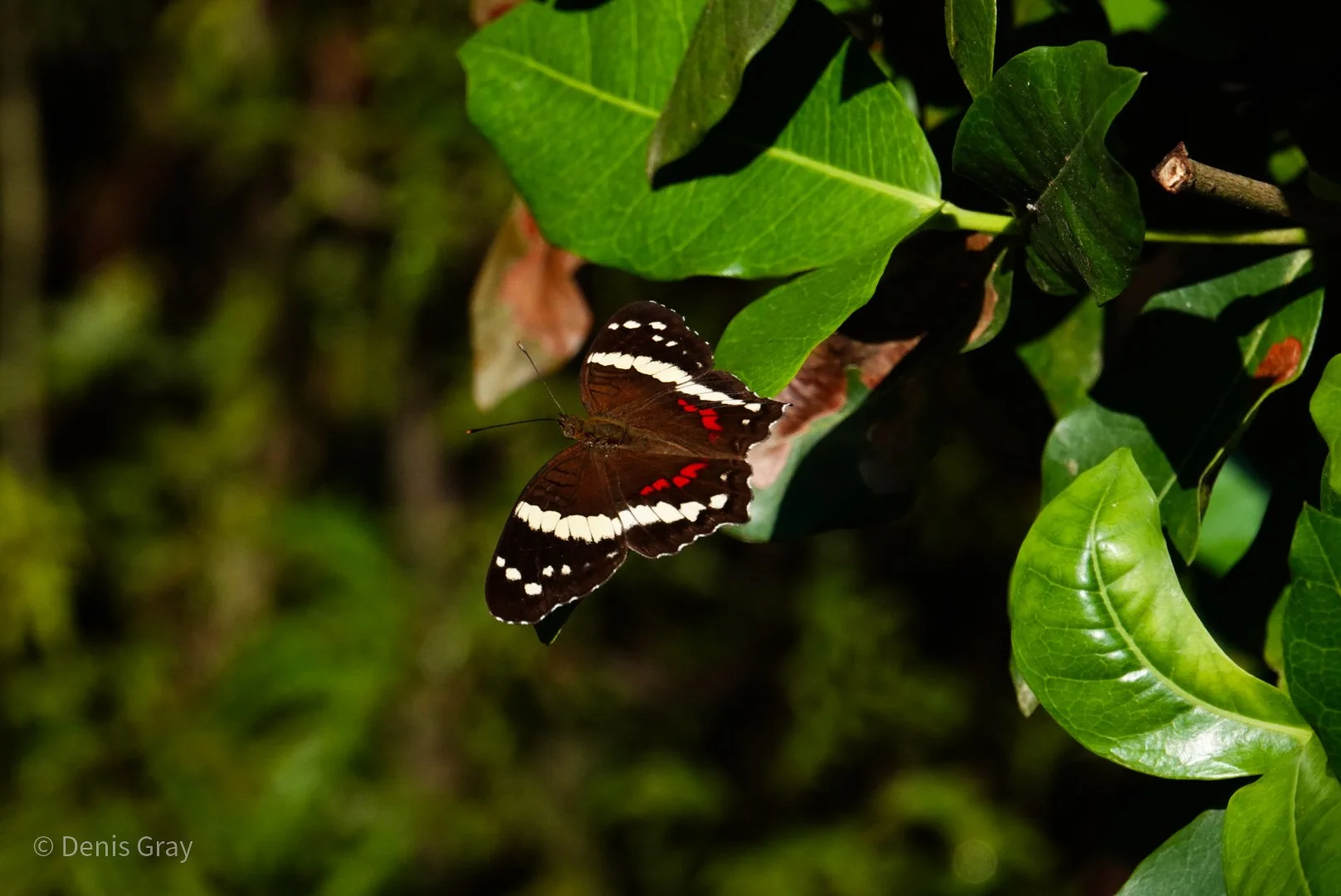 Banded Peacock Butterfly, Western Belize