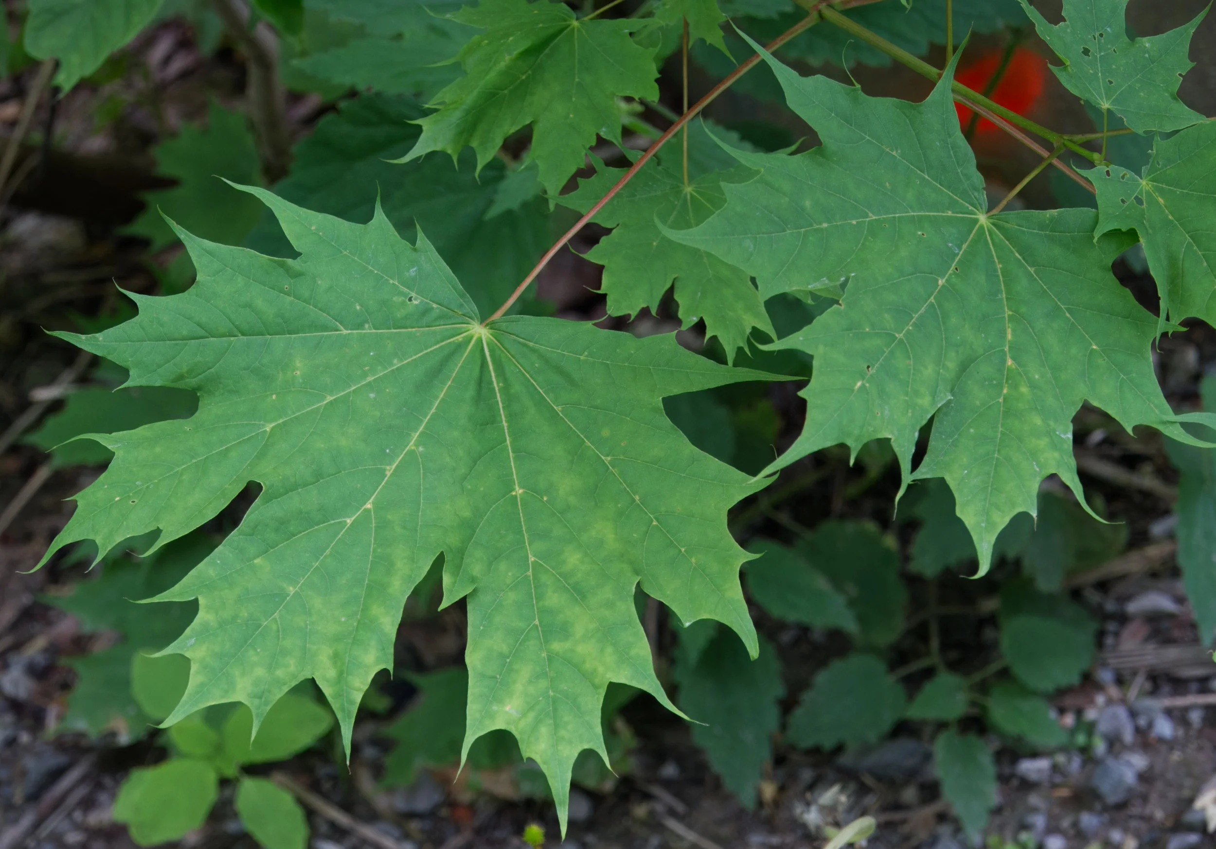 Norway Maple (invasive), Vale of Avoca, Toronto