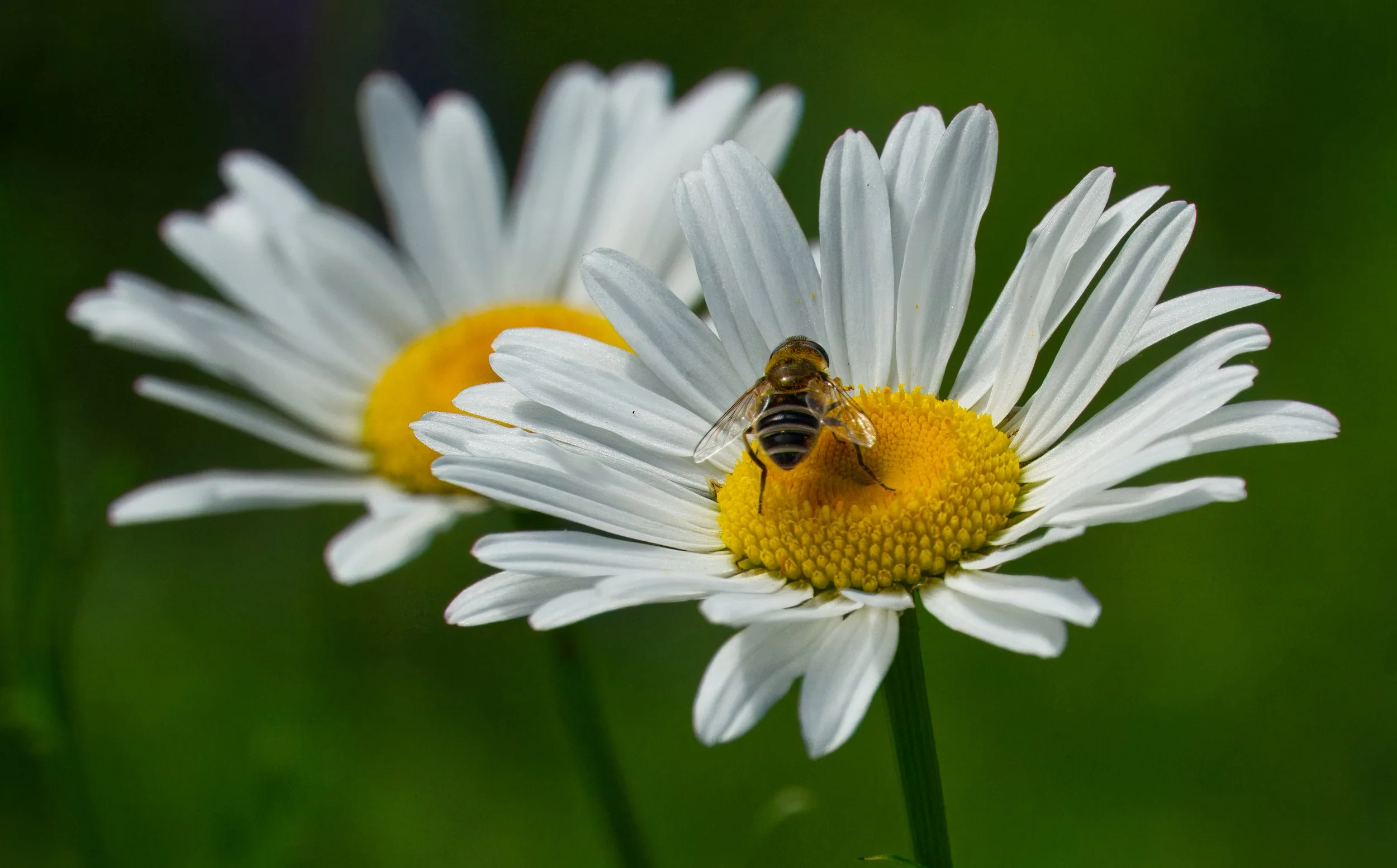 Hoverfly