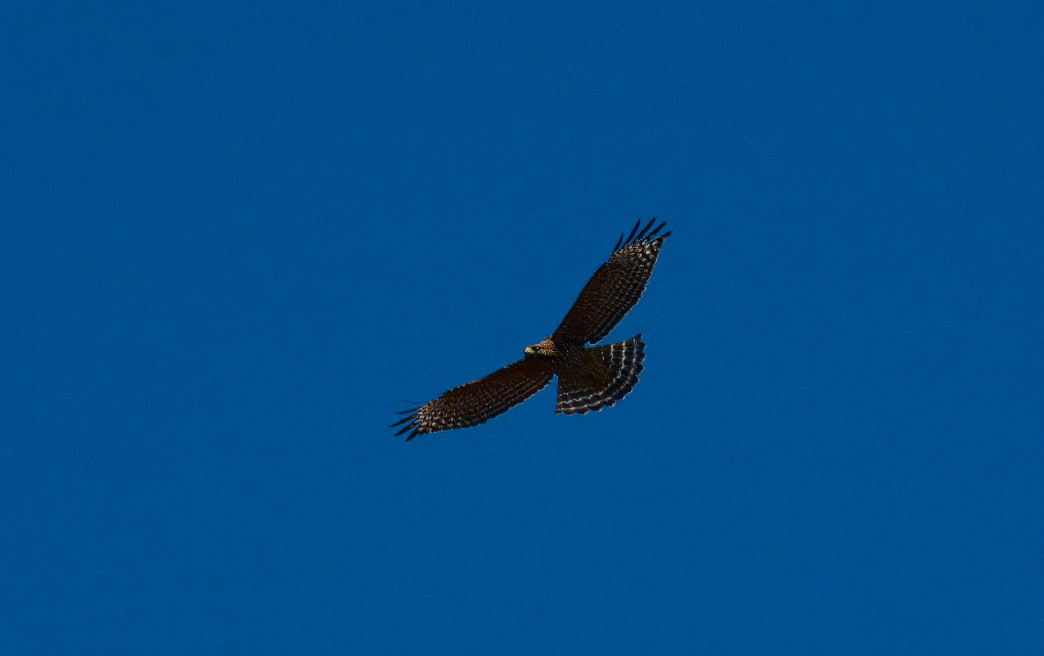 Red-shouldered Hawk, Laguna Woods, Southern California
