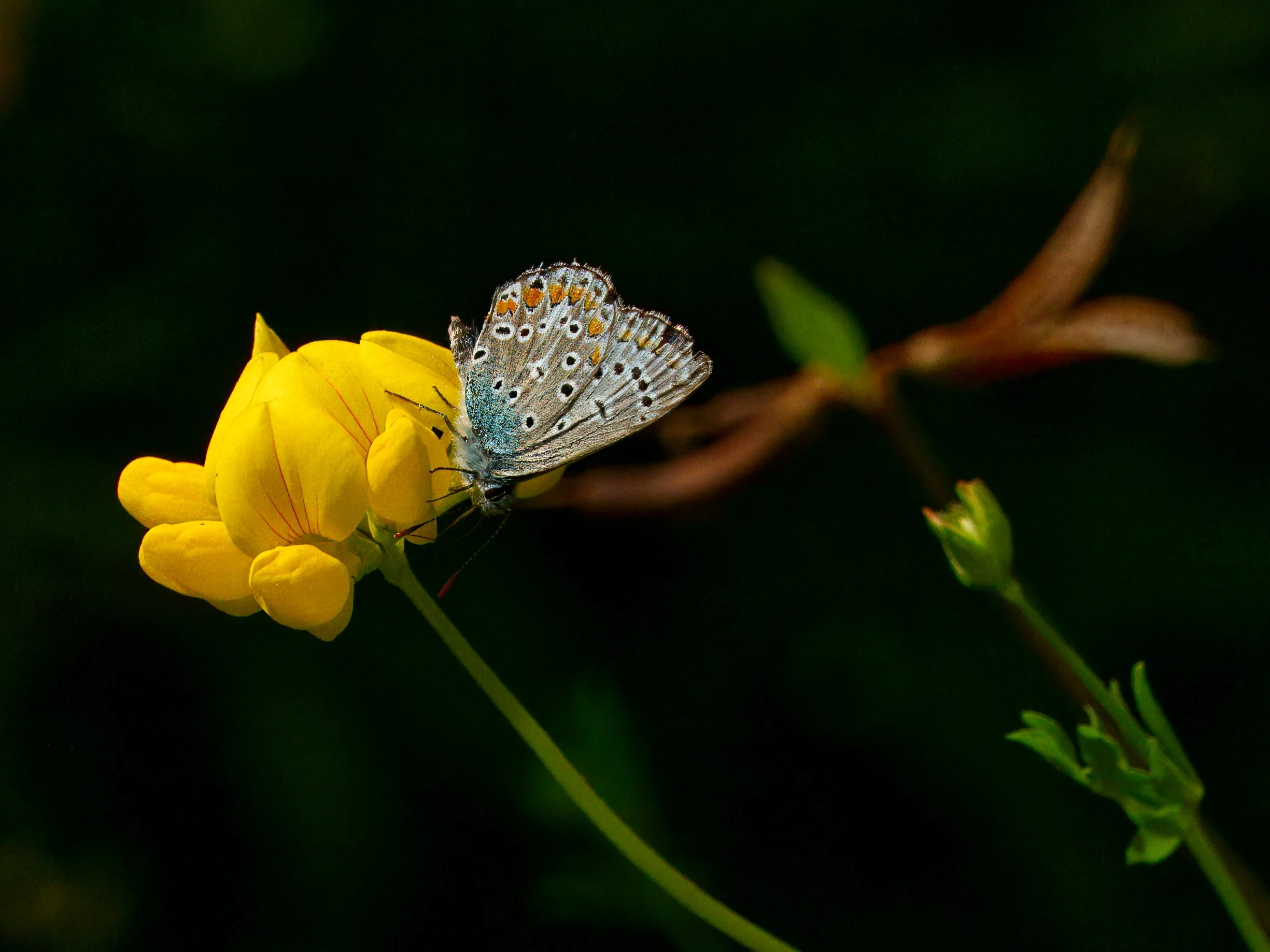 Common Blue Butterfly