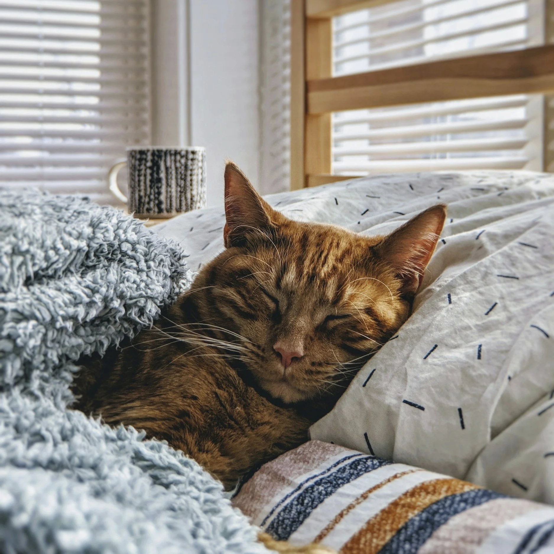 Ein brauner streifenkatze schläft auf einem Bett mit weißen Bettwäsche und einer grauen Decke.