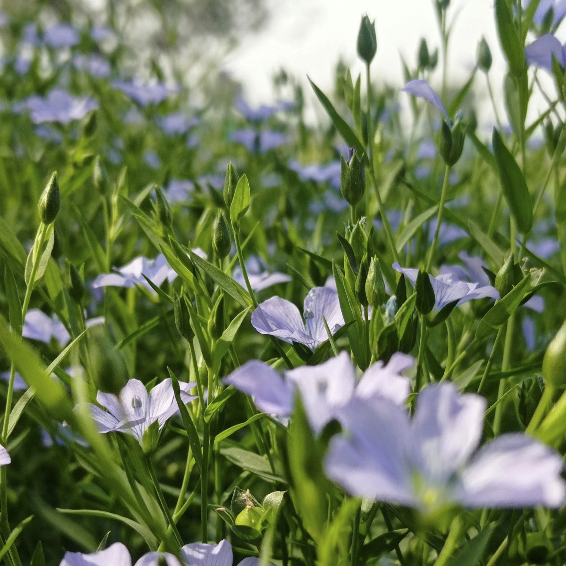 Blumen im Grünen
