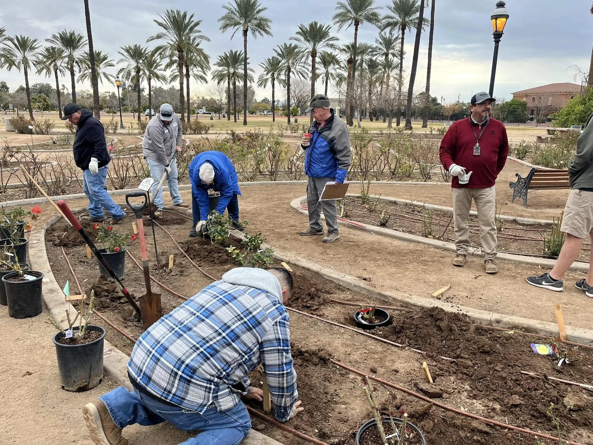 Group of people planting young rose bushes in a curved garden bed with other potted plants, urban park setting with palm trees, benches, and street lamps in the background.
