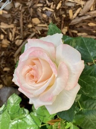 A light pink and white rose with green leaves in a garden with wood mulch.