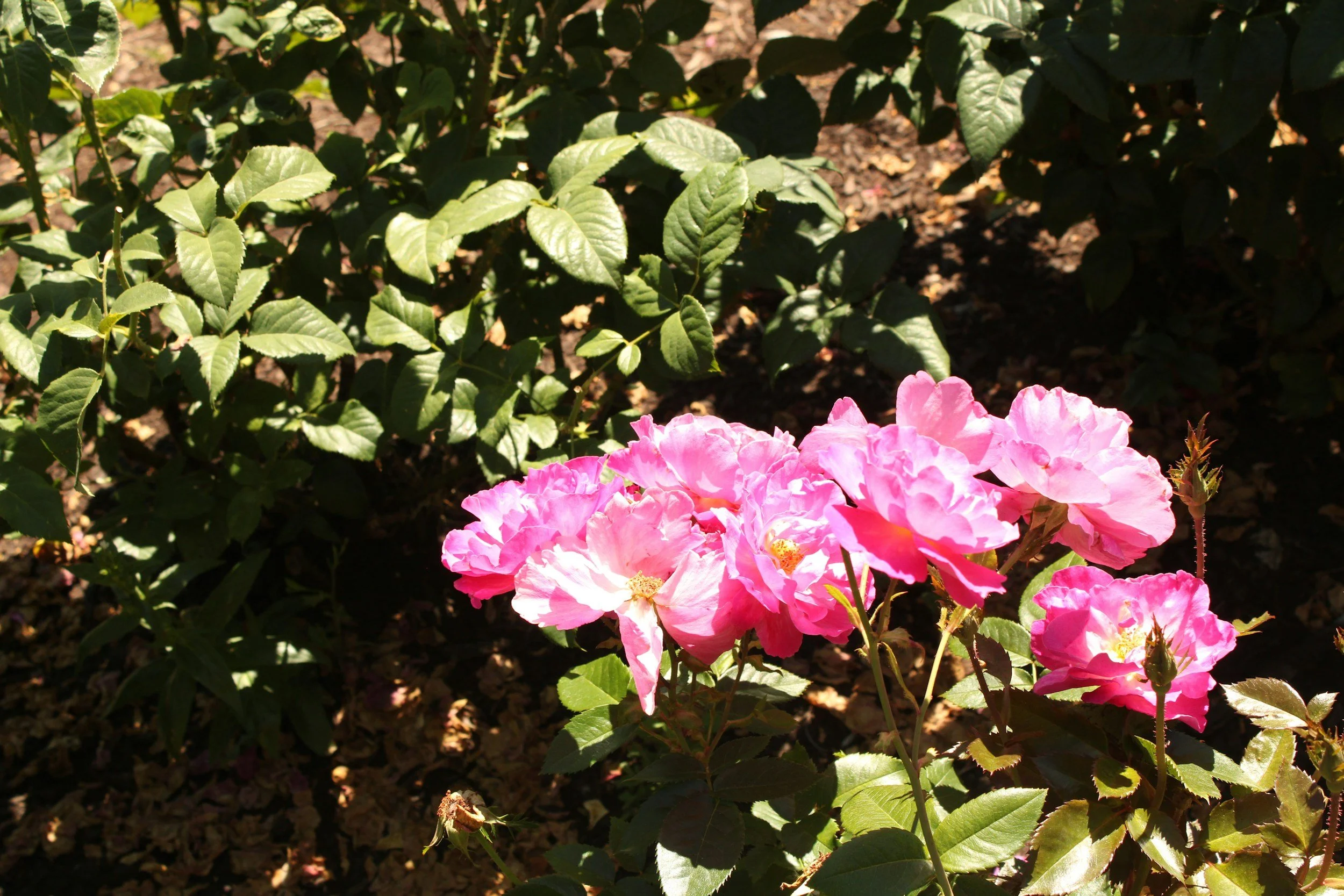 Pink flowers with green leaves in a garden with sunlight and shadows.