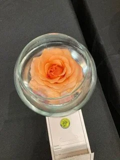 A peach-colored rose in a glass of water on a dark surface.