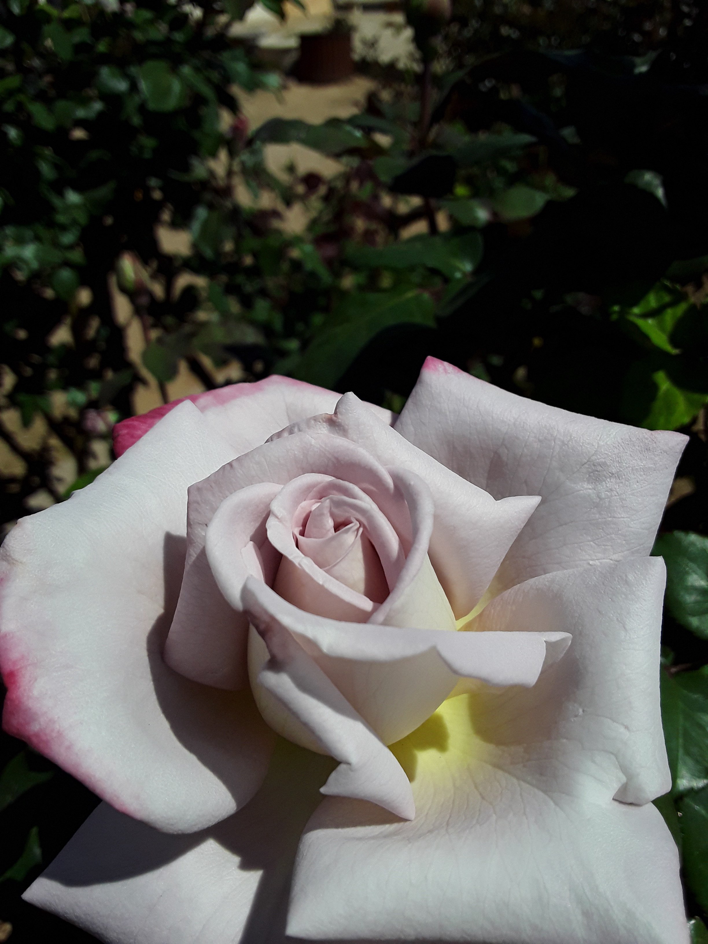 Close-up of a white and pink rose flower with green foliage in the background.