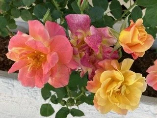 A bouquet of pink, yellow, and peach roses with green leaves.