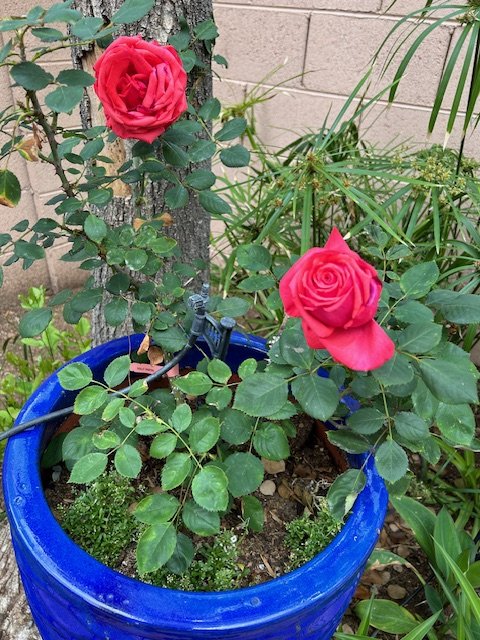 Pink roses blooming in a blue pot with green foliage and a brick wall in the background.