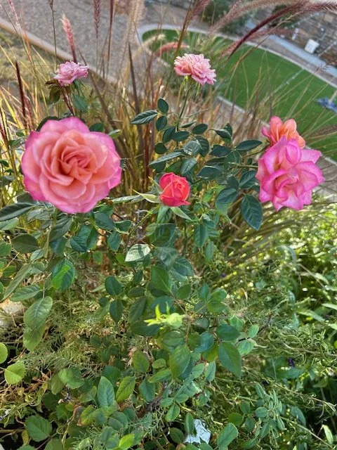 Pink and light pink roses blooming among green leaves and grass in a garden.