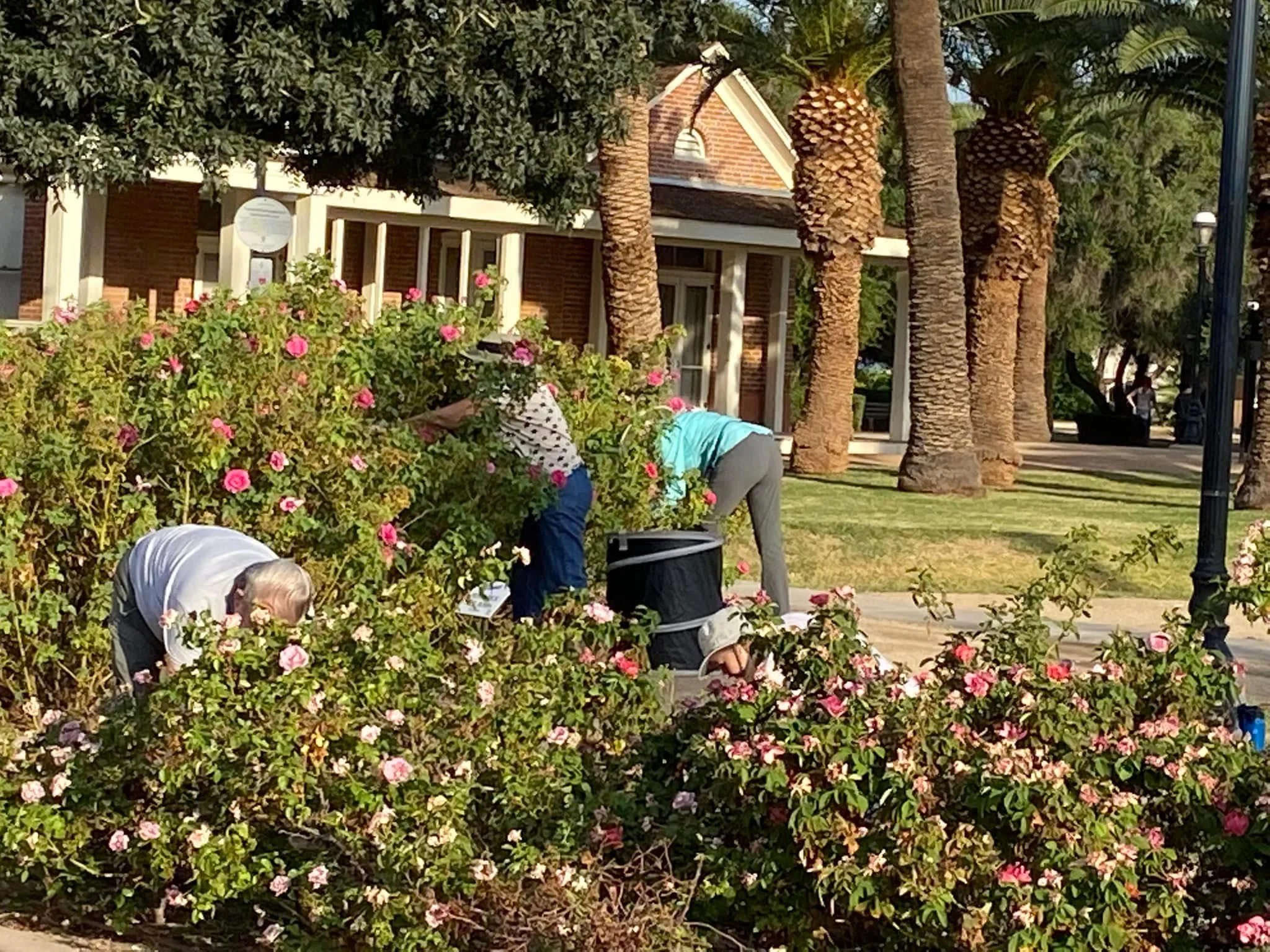 People gathered around a large bush with pink roses in front of a brick building surrounded by tall palm trees and green shrubbery.