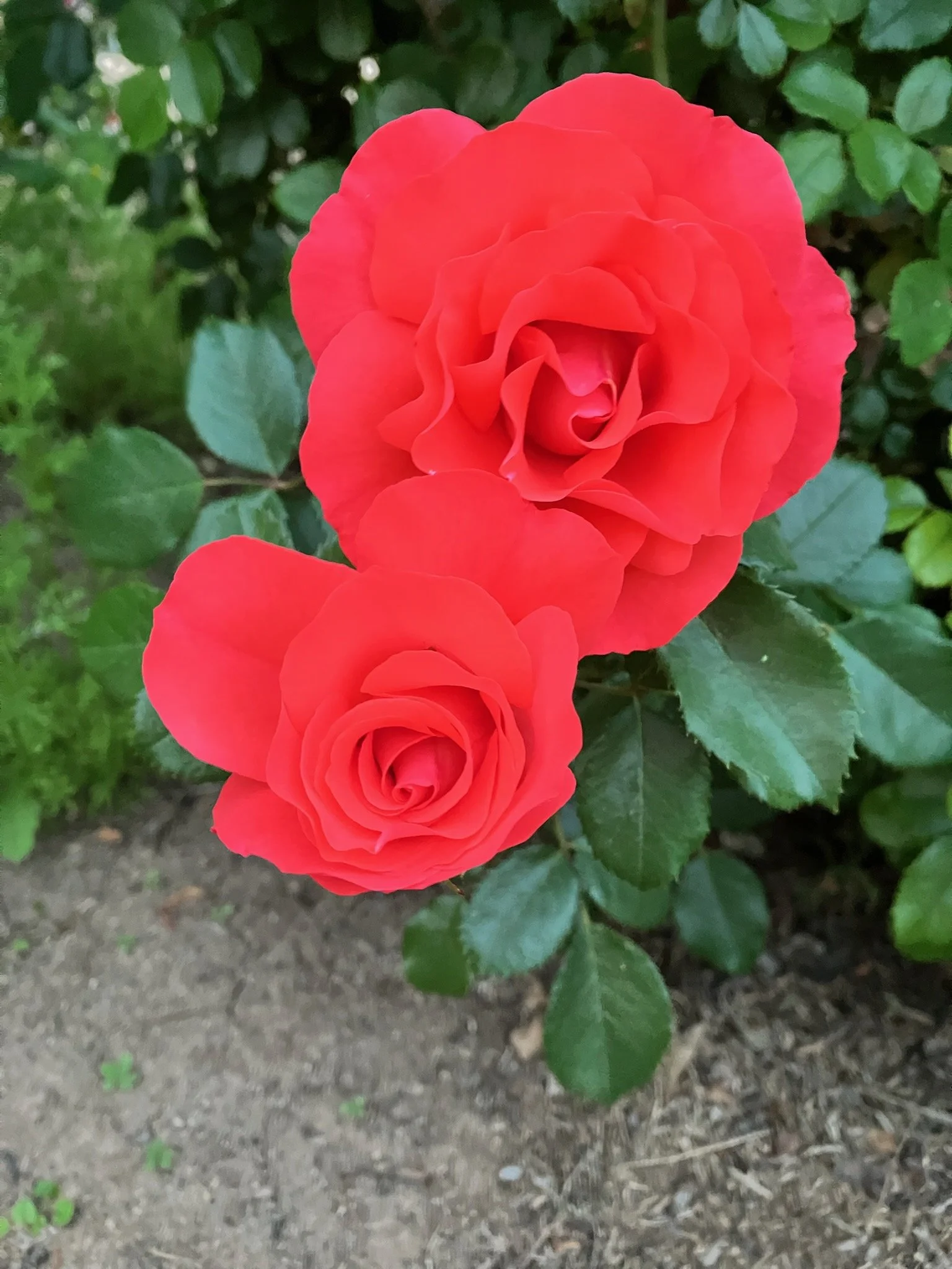 A close-up of two red roses on a green bush with leaves, planting soil visible at the bottom.