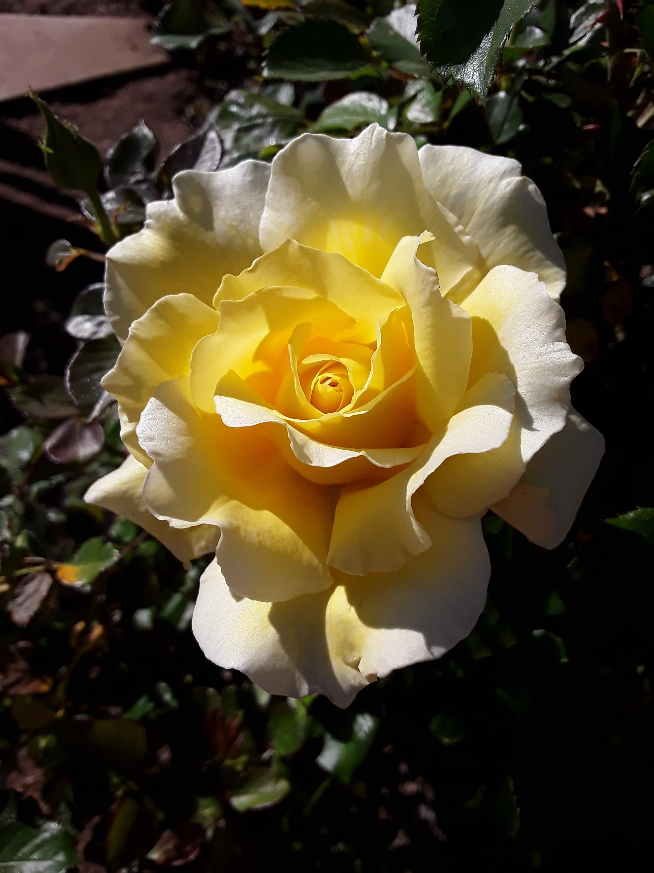 A close-up of a light yellow rose with slightly ruffled petals, surrounded by dark green leaves in sunlight.